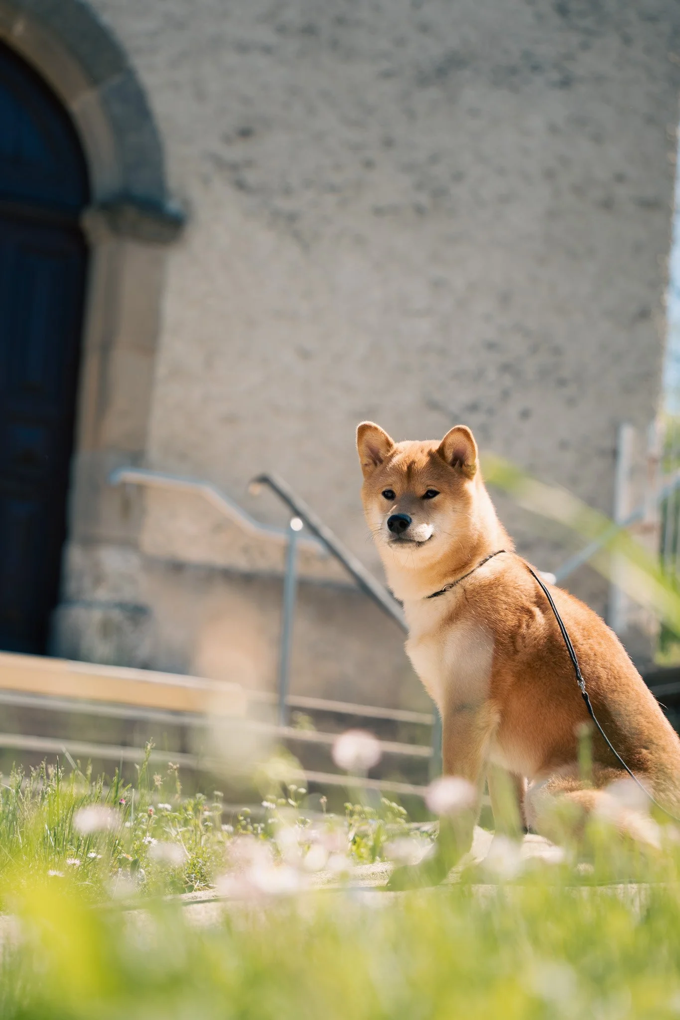 Contraste entre la robe rousse du Shiba Inu et les murs anciens de l'église de Montfalcon.