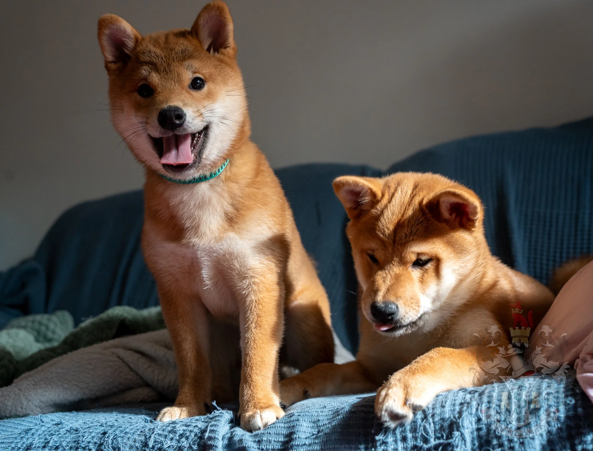 Deux jeunes chiens Shiba Inu roux assis sur un canapé bleu, l'un sourit à la caméra tandis que l'autre regarde vers le bas.