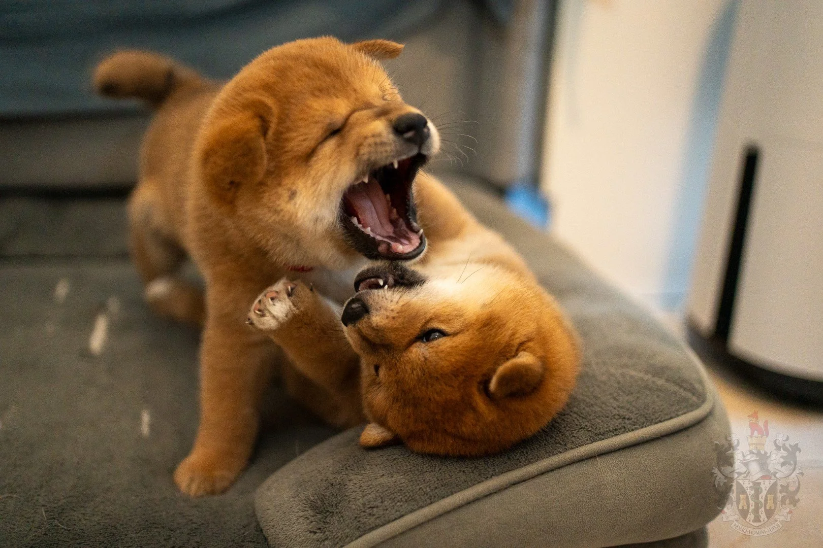 Deux chiots Shiba Inu roux en plein jeu et socialisation.