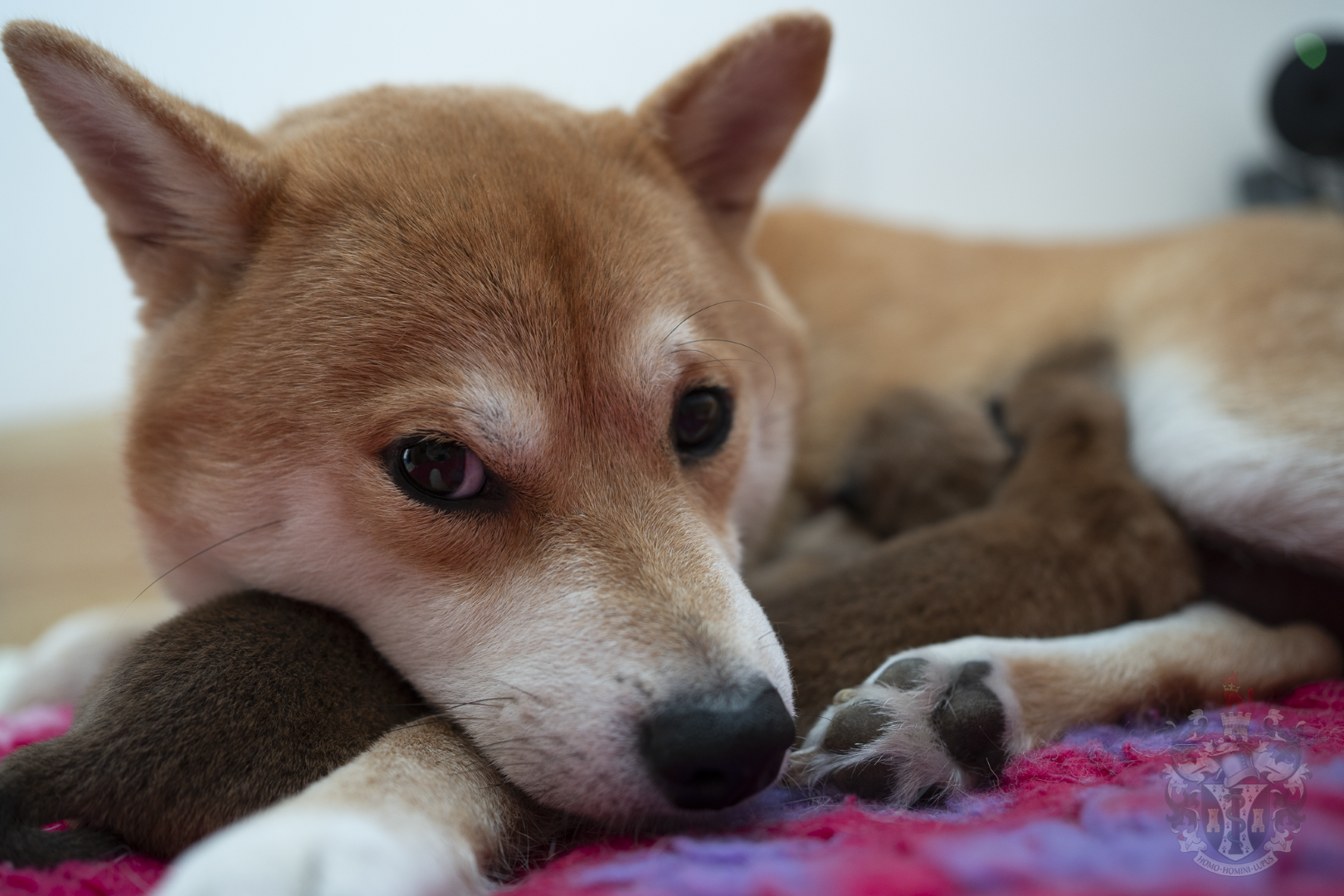 Portée de chiots Shiba Inu LOF nés à Marseille au sein de l'élevage Thomas M. Adams.