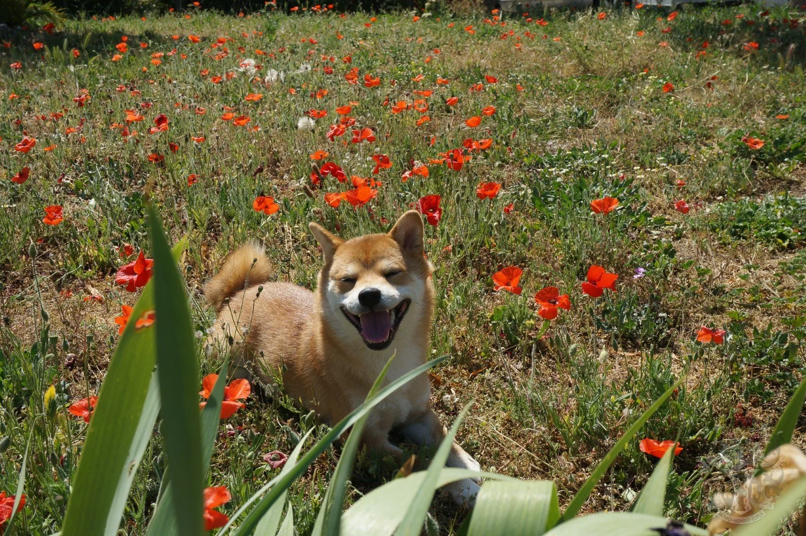 Jeune femelle Shiba Inu Aka souriante dans un champ de fleurs à Marseille — Élevage Thomas M. Adams.