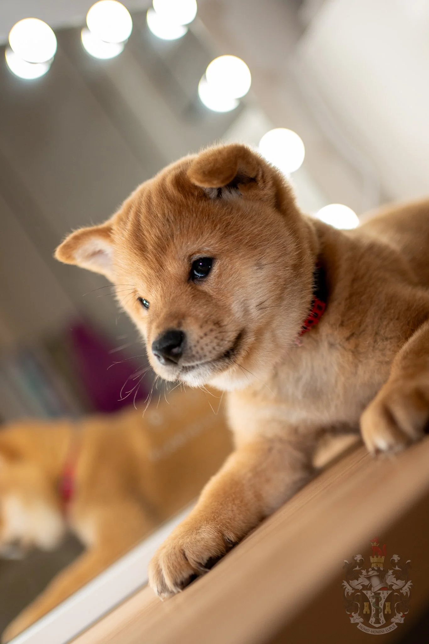 ACE — 赤 (AKA) : LA PUISSANCE DU STANDARD