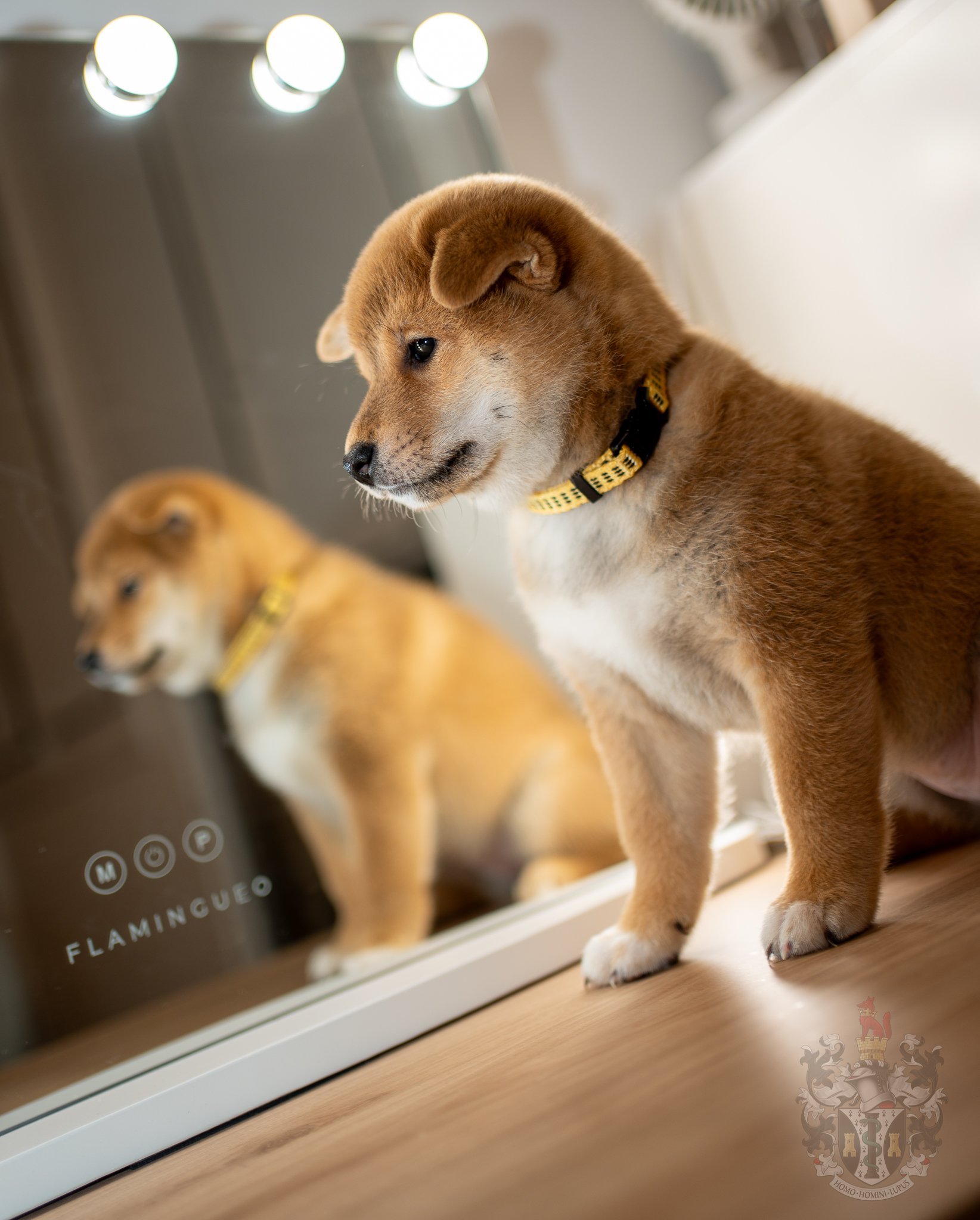 AVO — L’ÉLÉGANCE EN DEVENIR