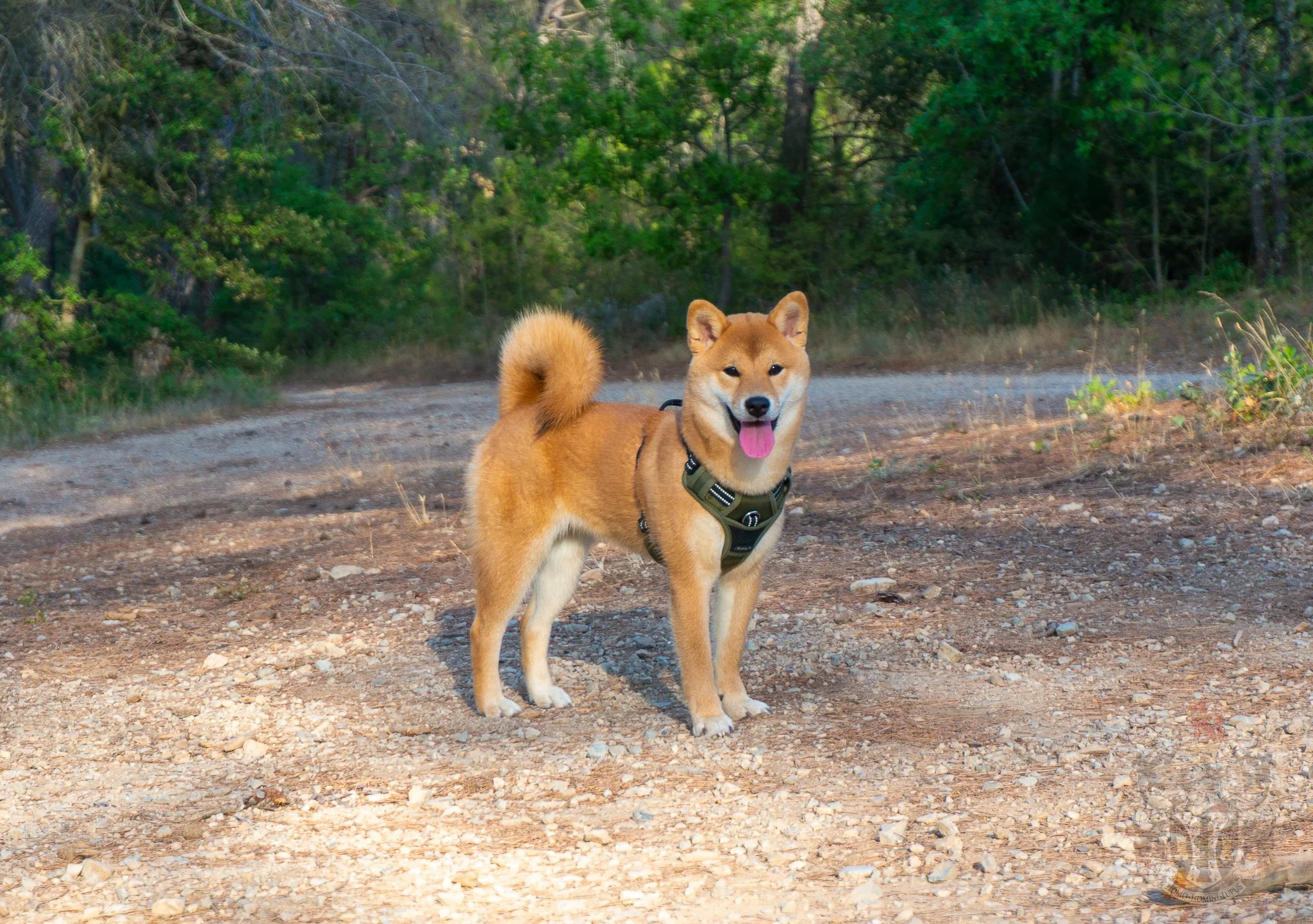 A DREAM COME TRUE — L’EXCELLENCE CONFIRMÉE