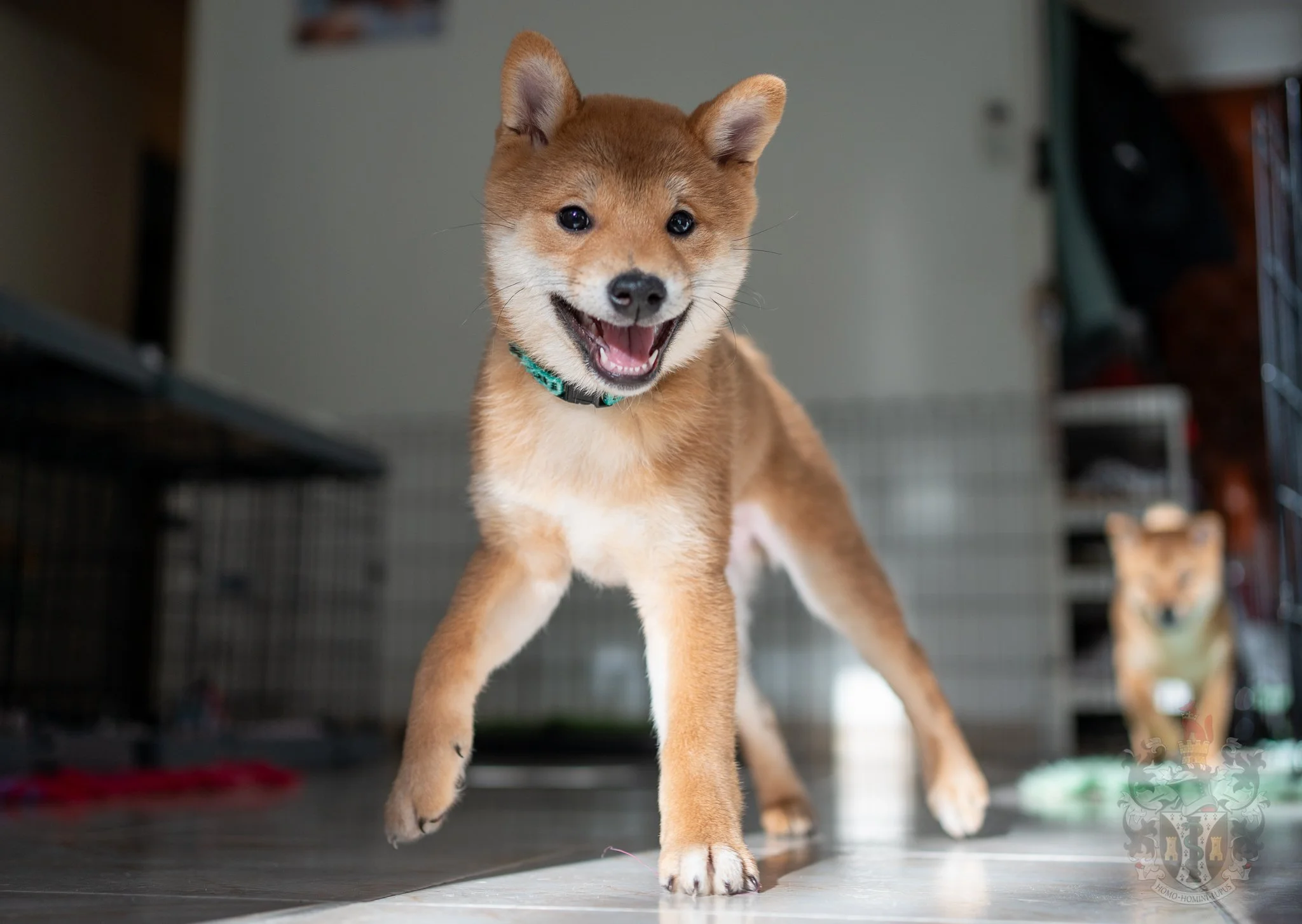 Femelle Shiba Inu Ash Elevage Marseille