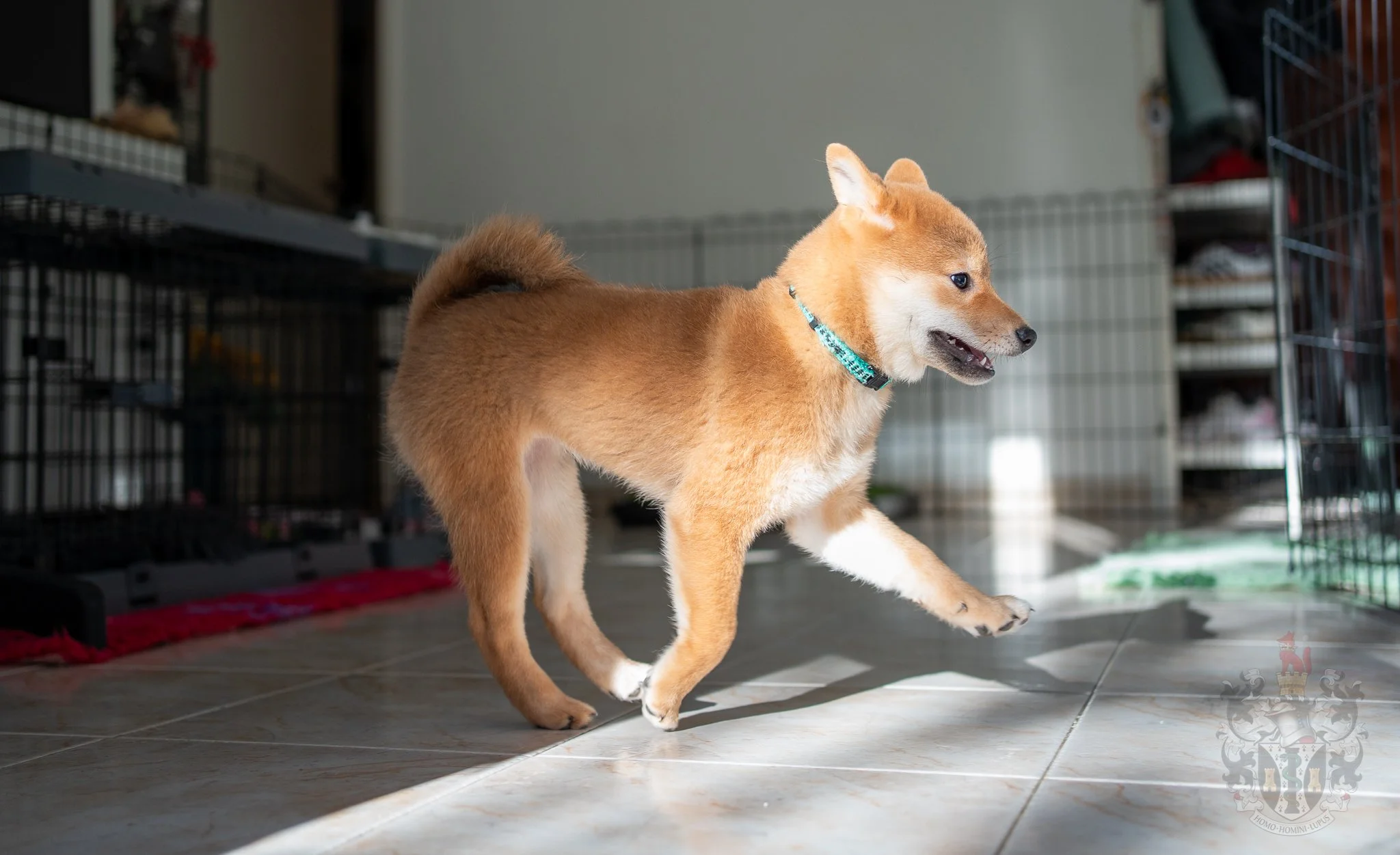 Jeune Shiba Inu Ash en mouvement Provenc