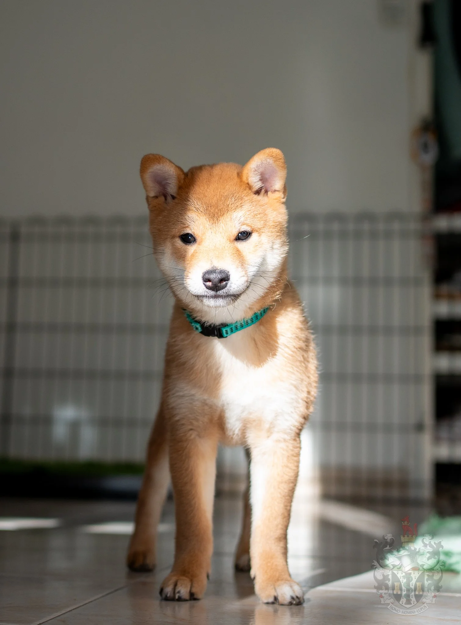 Portrait Shiba Inu Excellence NIPPO Ash