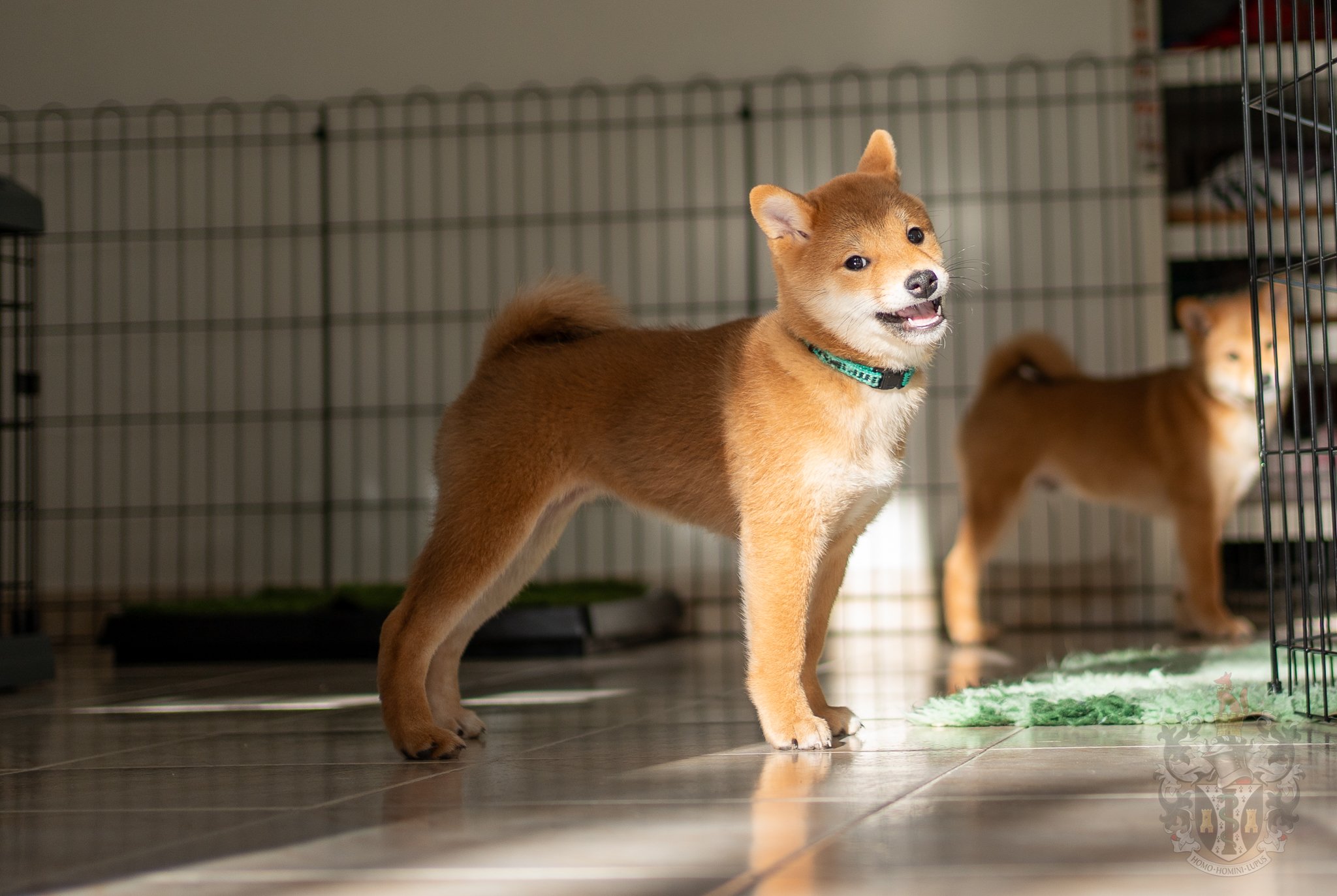 Standard Shiba Inu Ash Morphologie et Stature