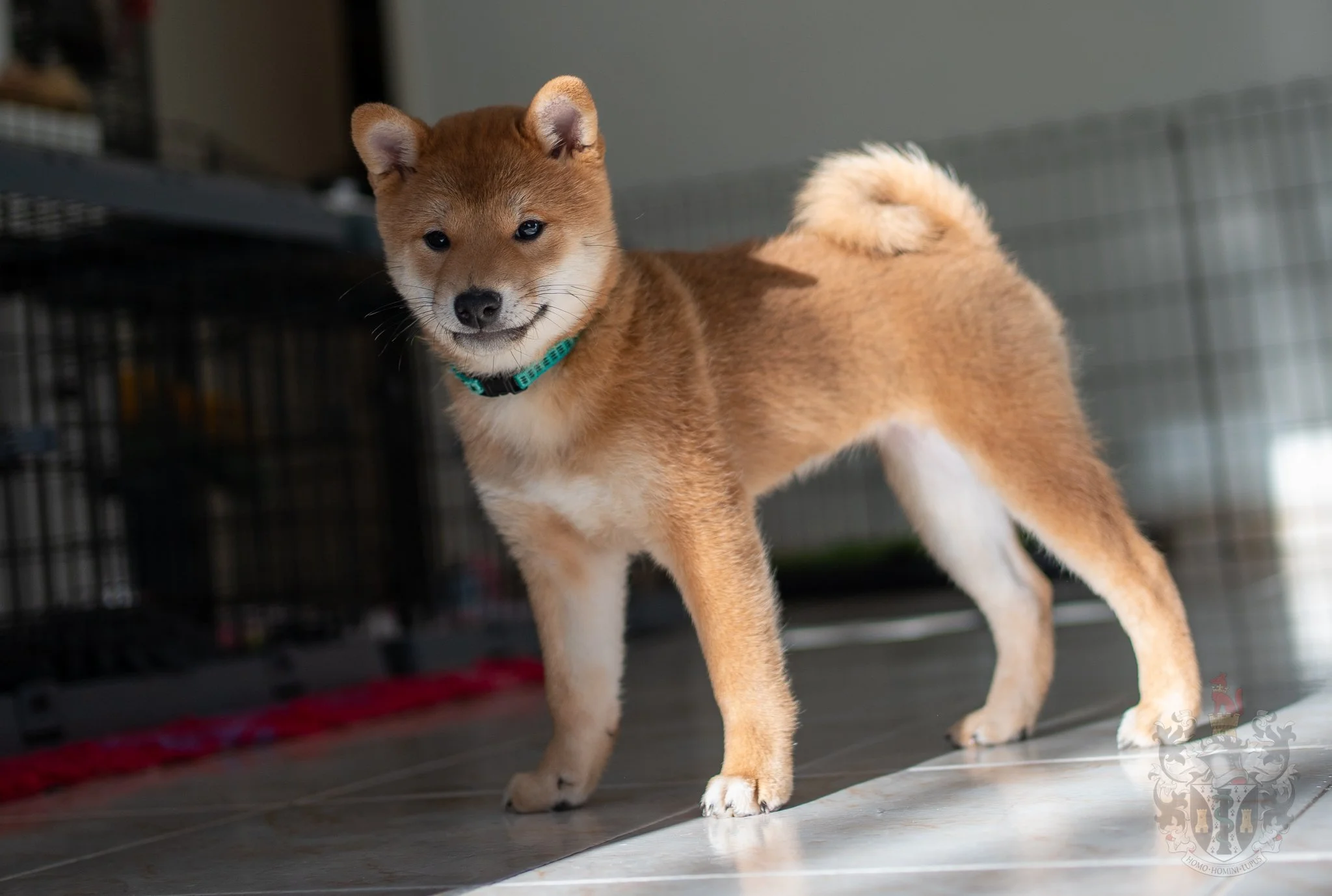 Regard Kani Shiba Inu Ash Marseille