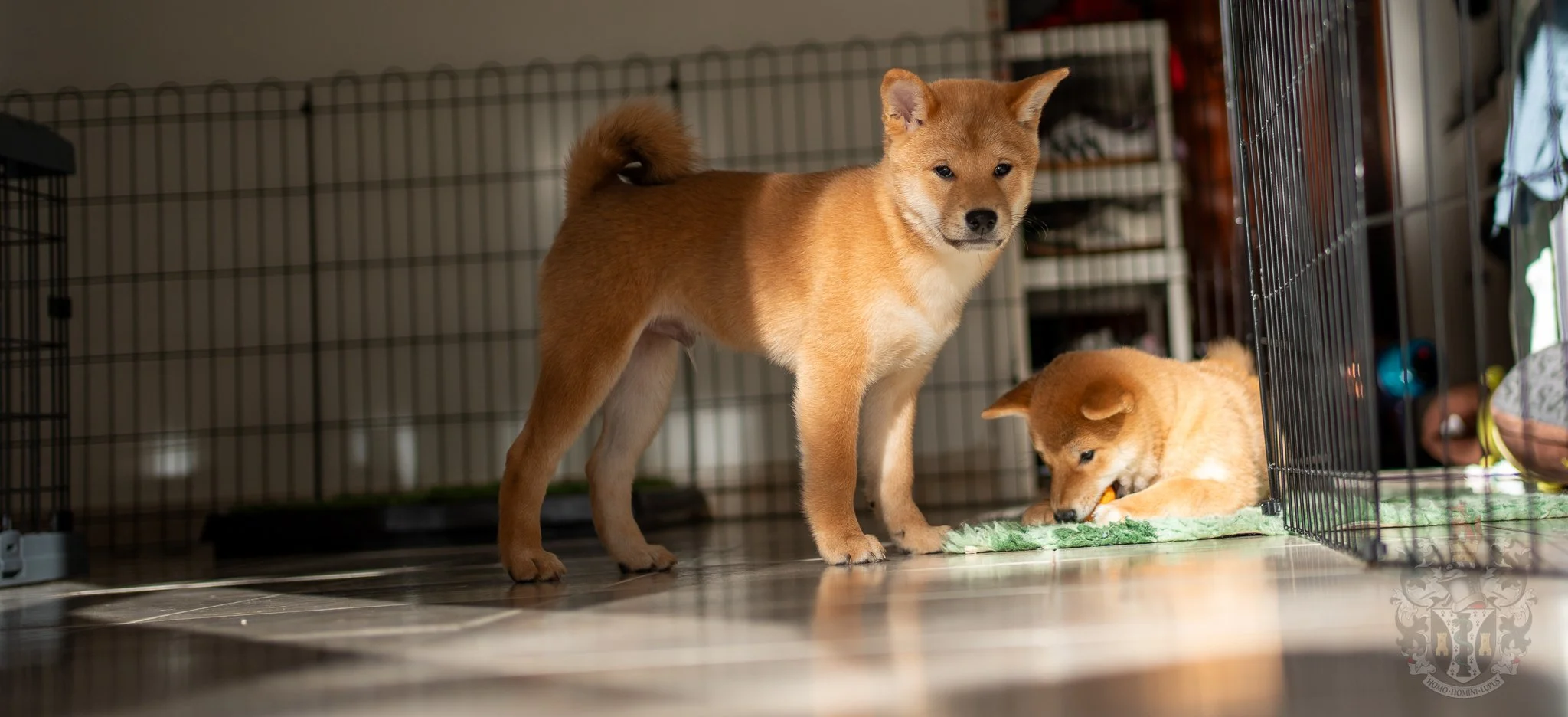  Étalon Shiba Inu Ace : Champion et standard NIPPO à Marseille 