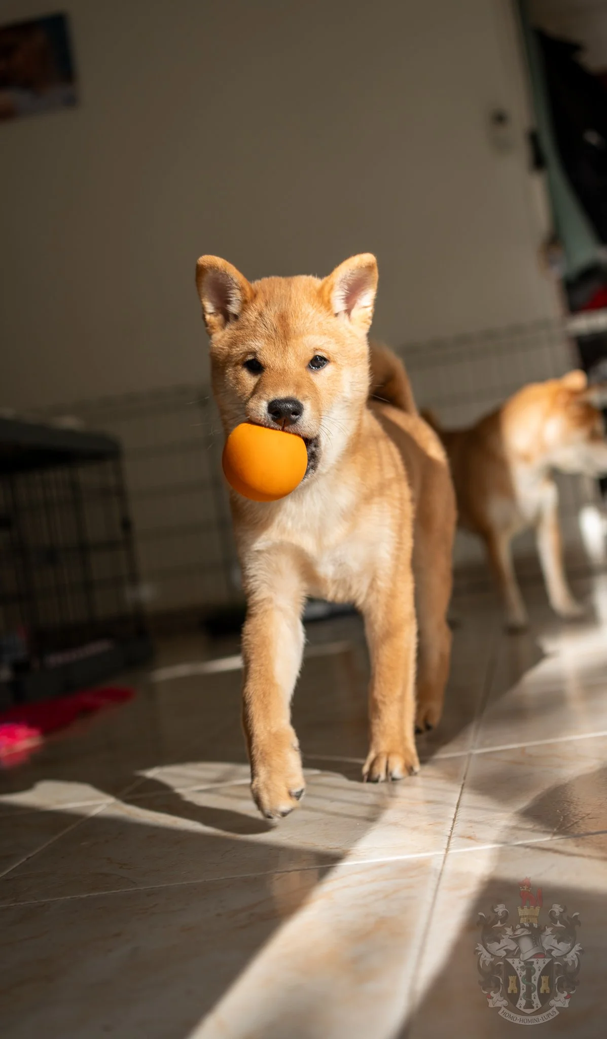  Mâle Shiba Inu Ace jouant à la balle à Marseille 
