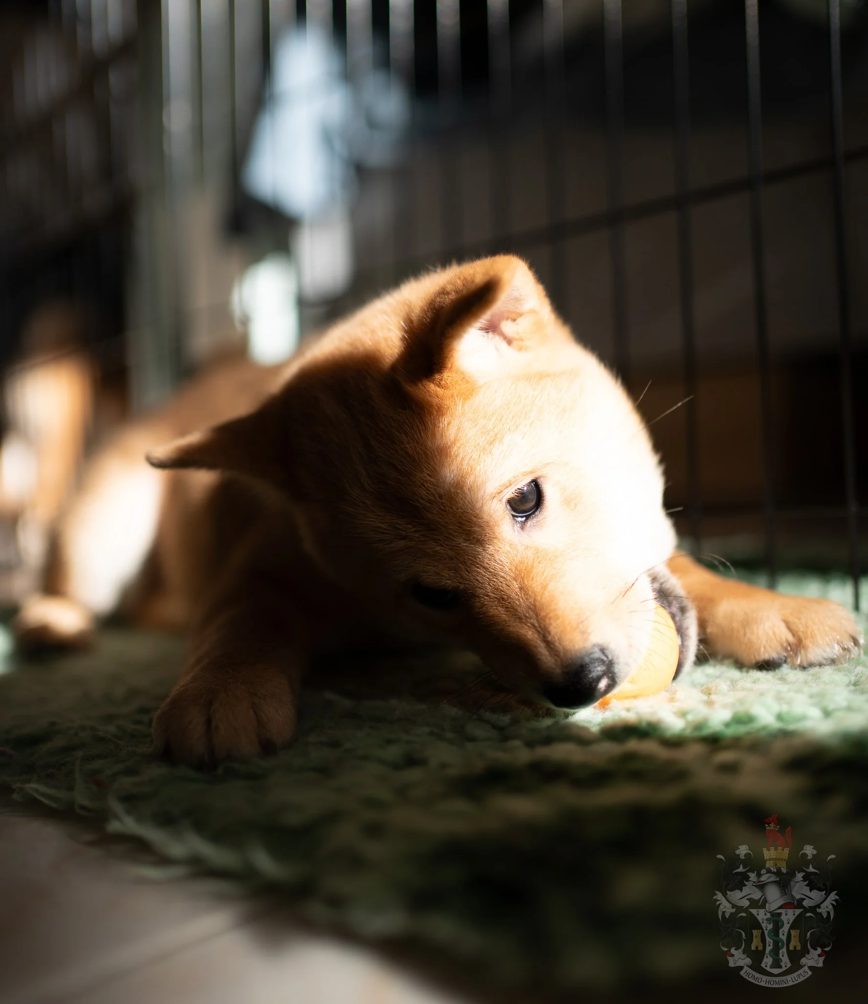  Le bon naturel (Ryosei) du Shiba Inu Ace en Provence 
