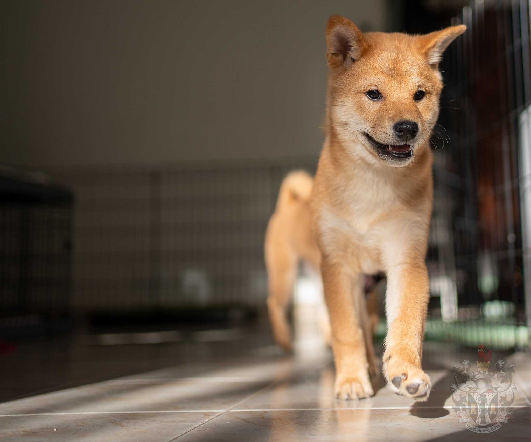  Puissance et mouvement du Shiba Inu Ace à Marseille 