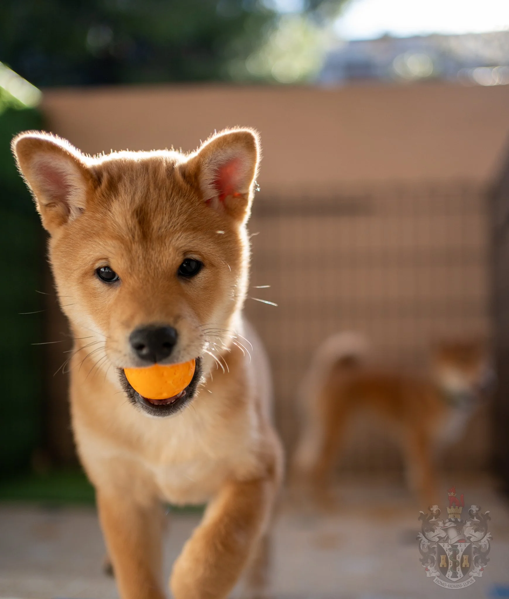  Expression de dignité Kan-i du Shiba Inu Ace 