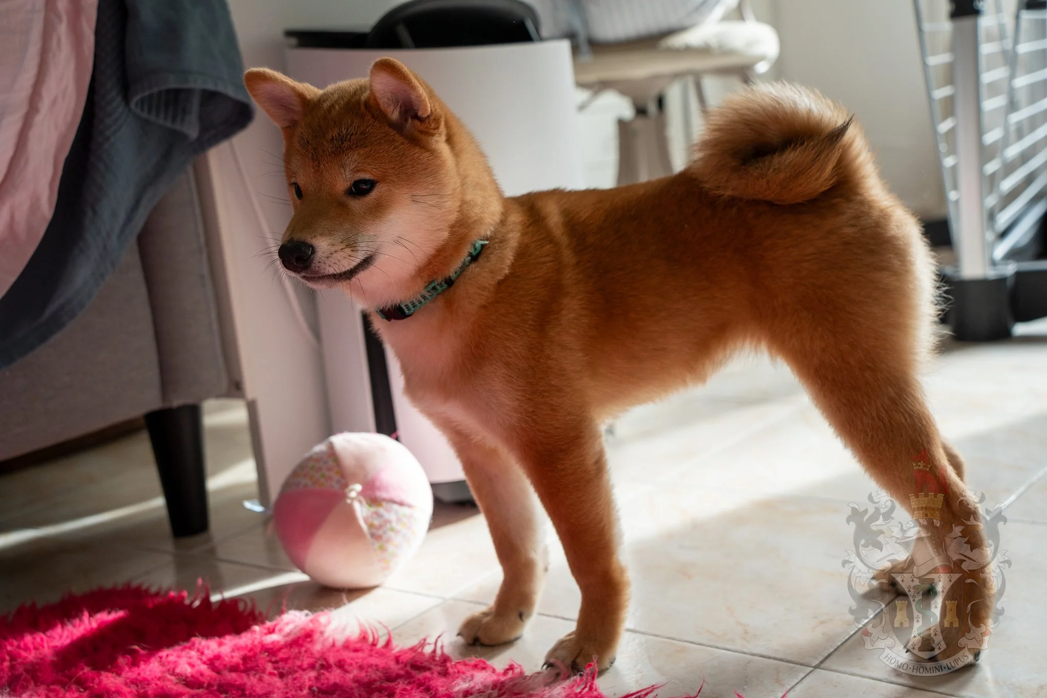 Photo en extérieurlumière naturelle d'Ash en mouvement, capturant l'agilité et le tempérament vif de cette lignée d'exposition.jpg