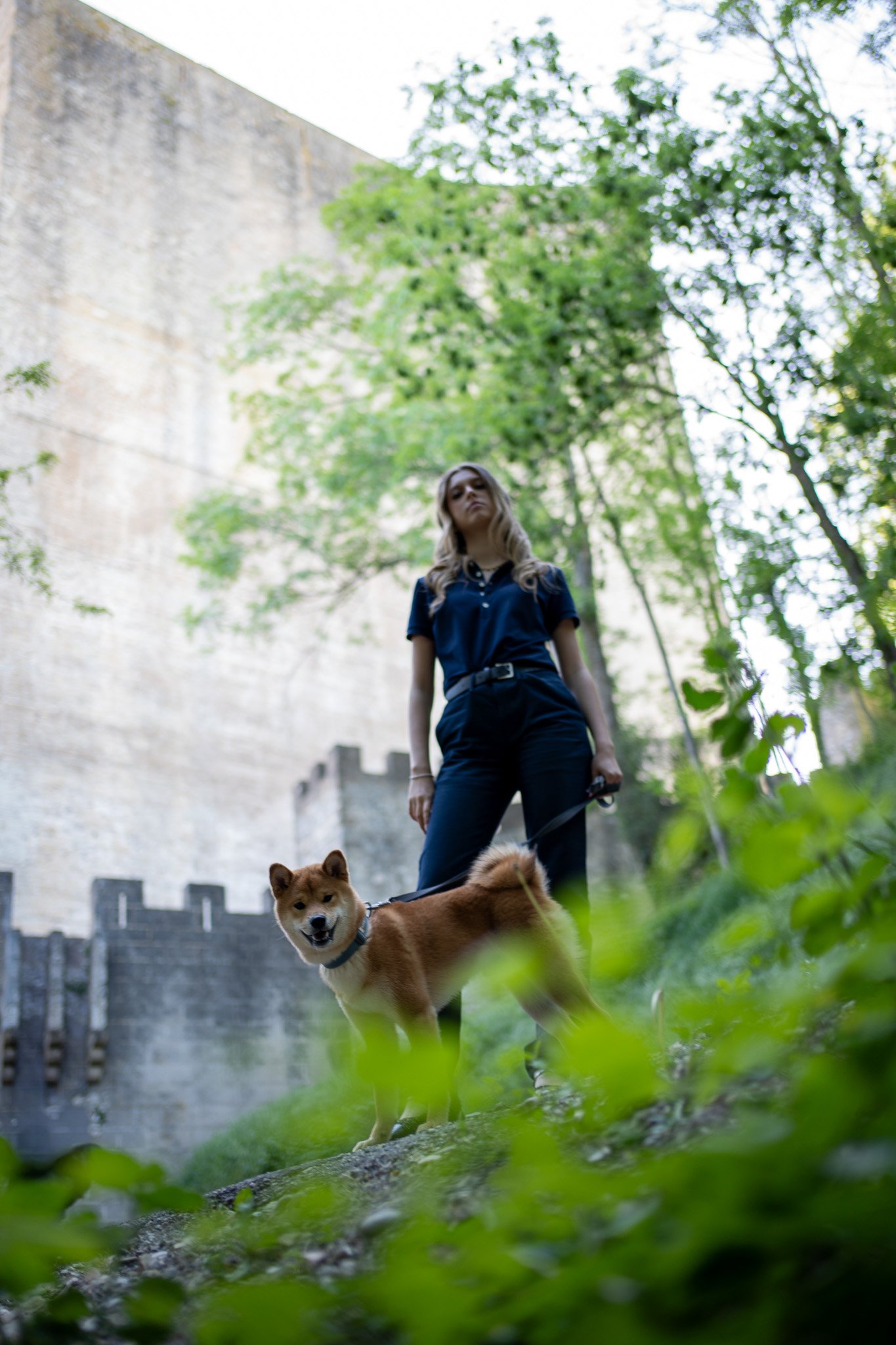 Hauteur et Héritage : Le Shiba Inu à la Tour de Crest