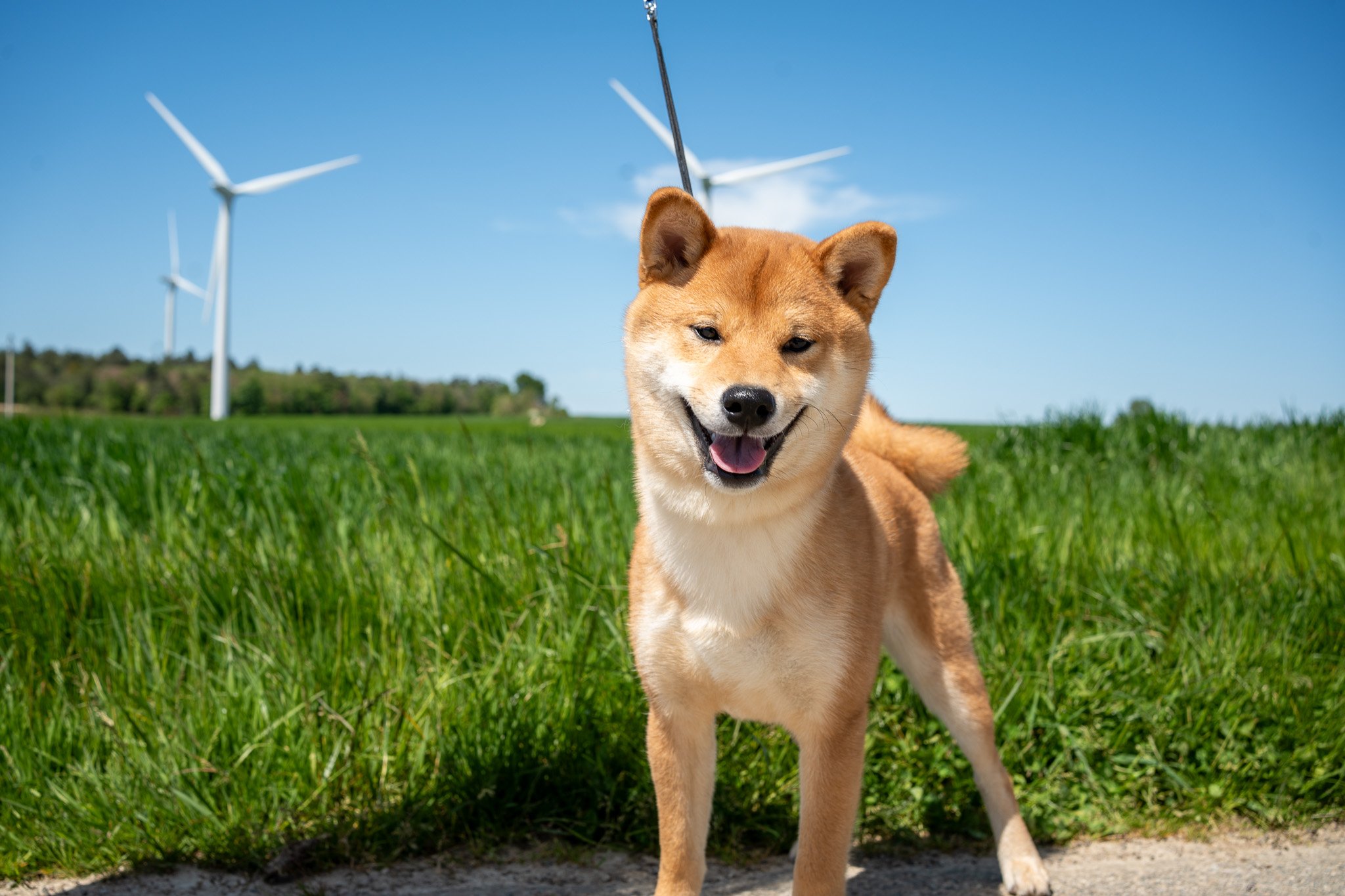 Puissance et Fluidité : Le Shiba Inu au Cœur des Parcs Éoliens