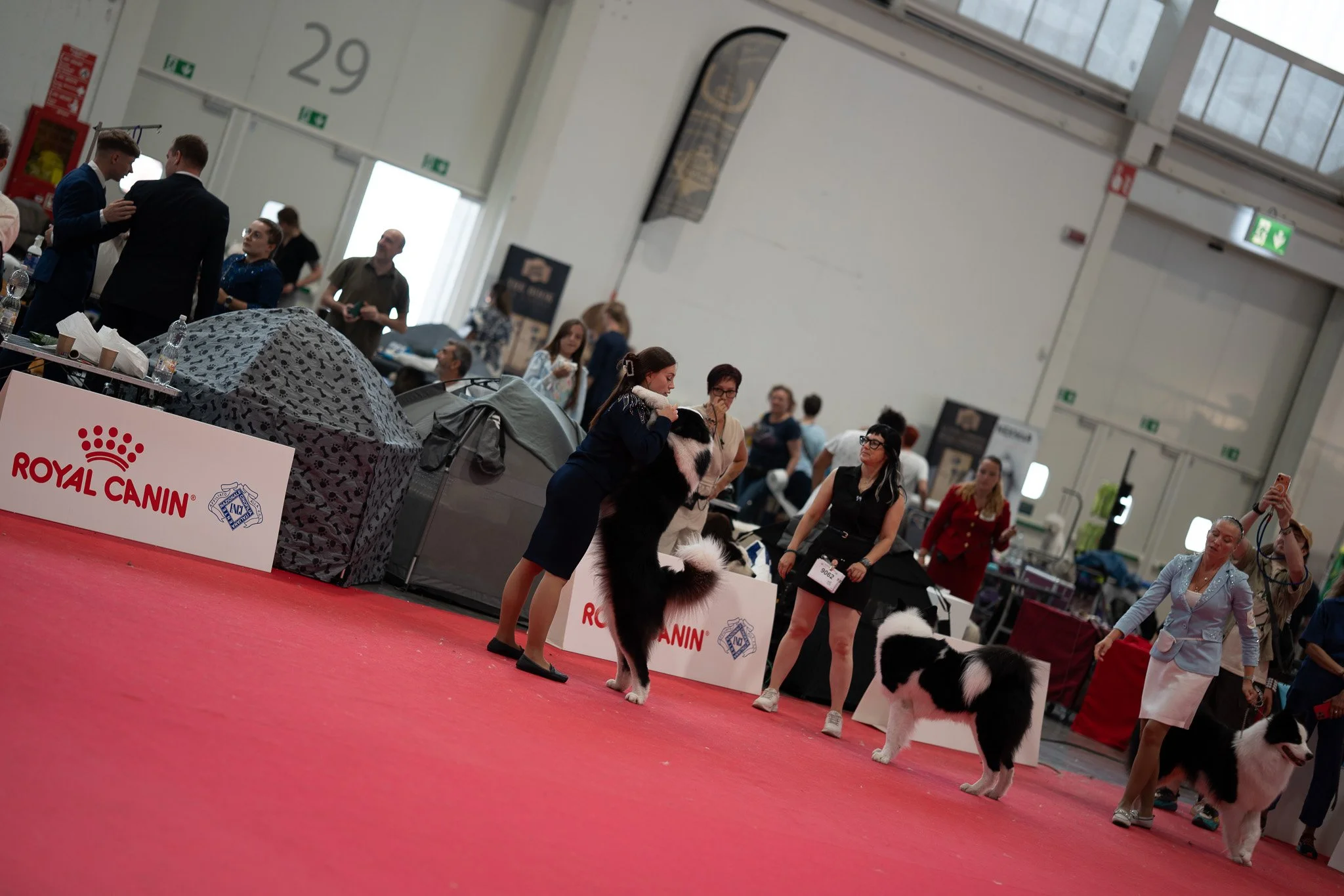 World Dog Show 2026 (Partie 2) : L'Élite Canine Mondiale Réunie