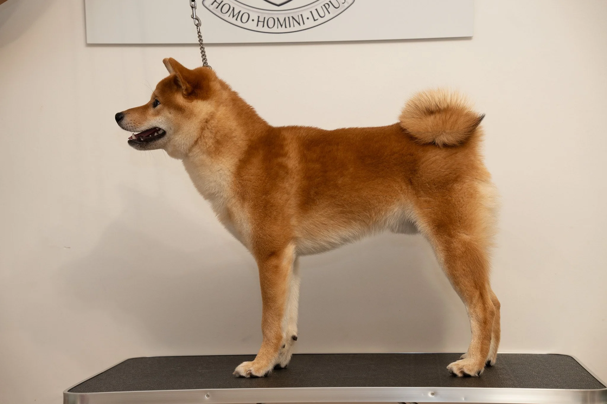 Dépistage de la Dysplasie de la Hanche (HD) chez le Shiba Inu : Le Guide Complet