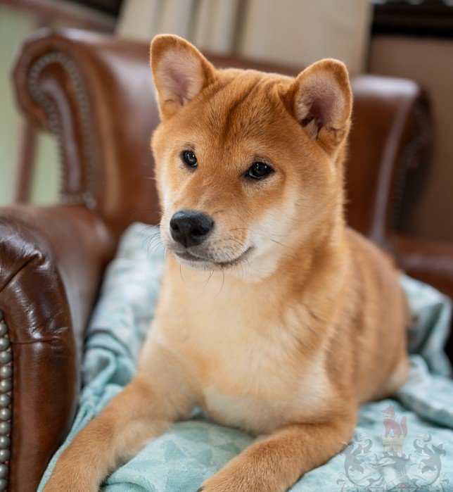 Budget et Coût Total de Possession du Shiba Inu : Anticiper pour Mieux S'engager