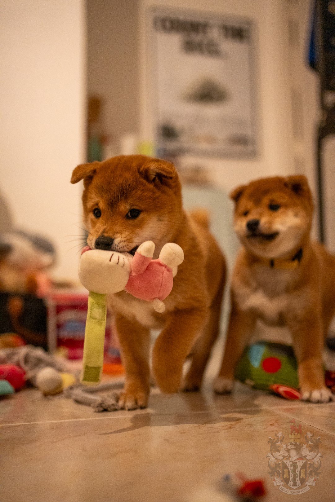 La Cohabitation Inter-Races chez le Shiba Inu