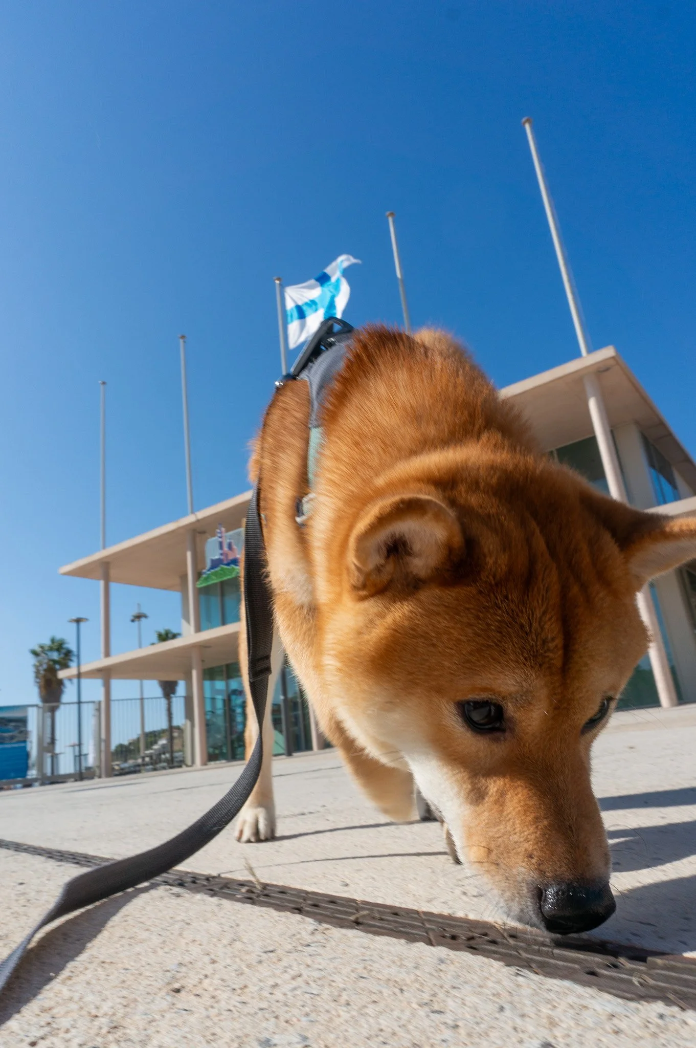 Un Shiba Inu à Marseille : Balade et Socialisation à la Marina Olympique du Roucas Blanc