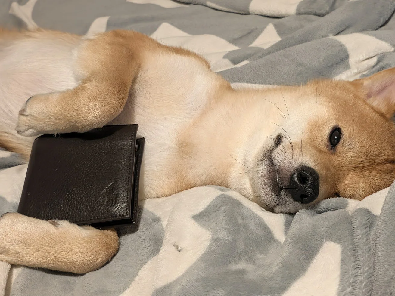 Chiot Shiba Inu roux allongé sur le dos tenant un portefeuille en cuir noir, illustrant le prix d'un chiot Shiba Inu LOF en élevage.