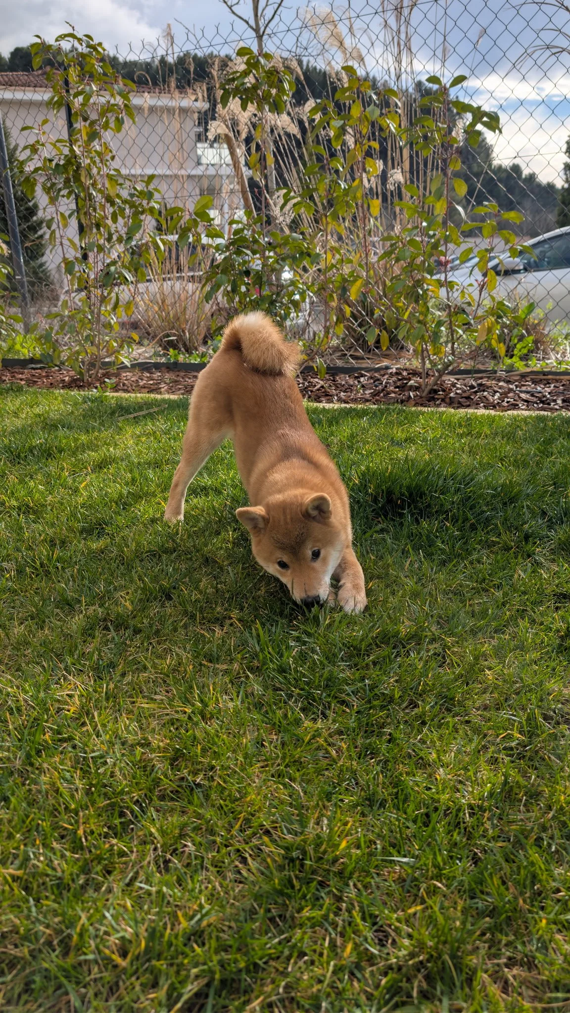 Chien Shiba Inu roux nommé Ash en position de salut (play bow) sur de l'herbe verte, illustrant le tempérament joueur et la morphologie athlétique d'un Shiba de race.