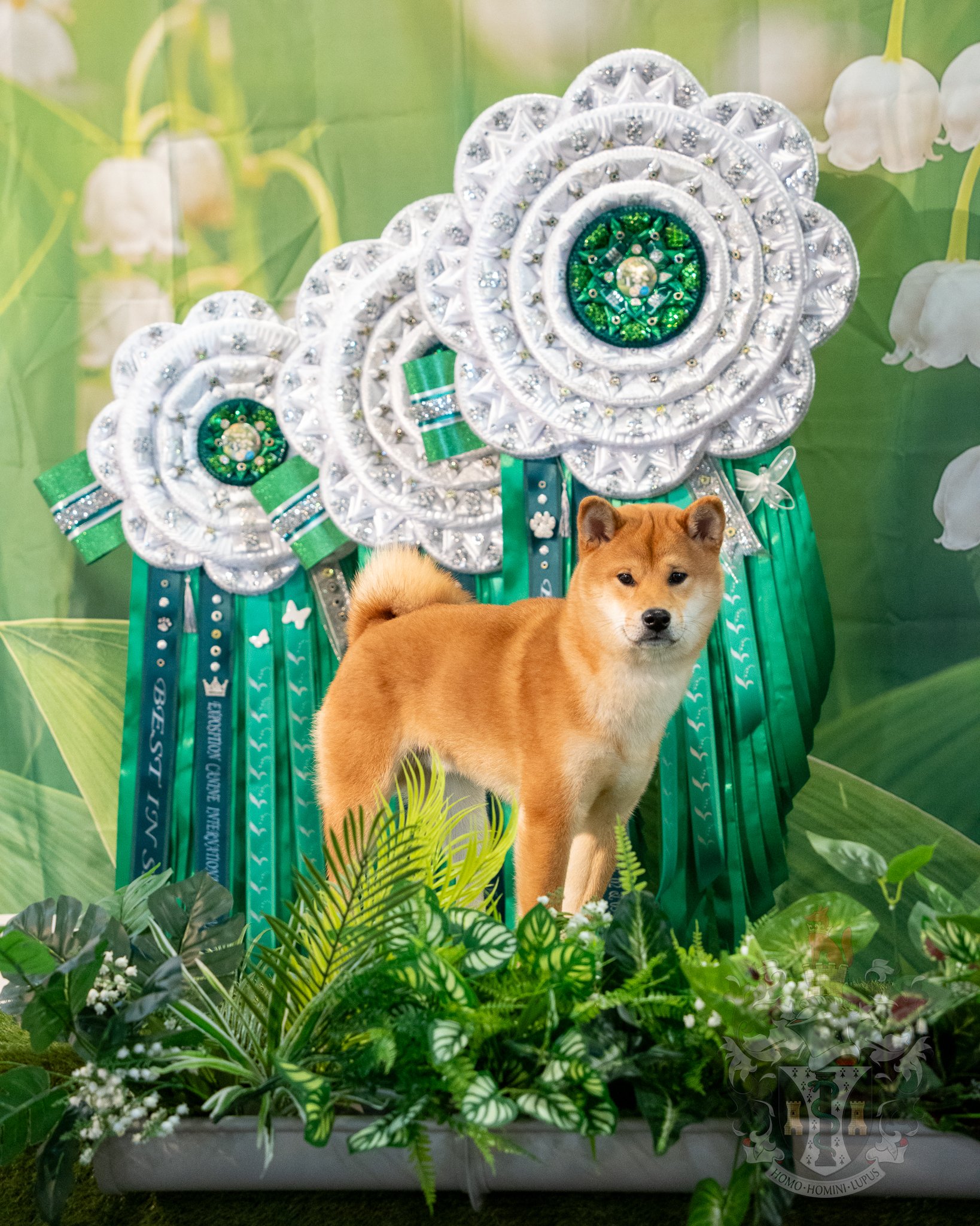 Gros plan d'Ace avec ses cocardes officielles de 1er Prix à l'exposition internationale