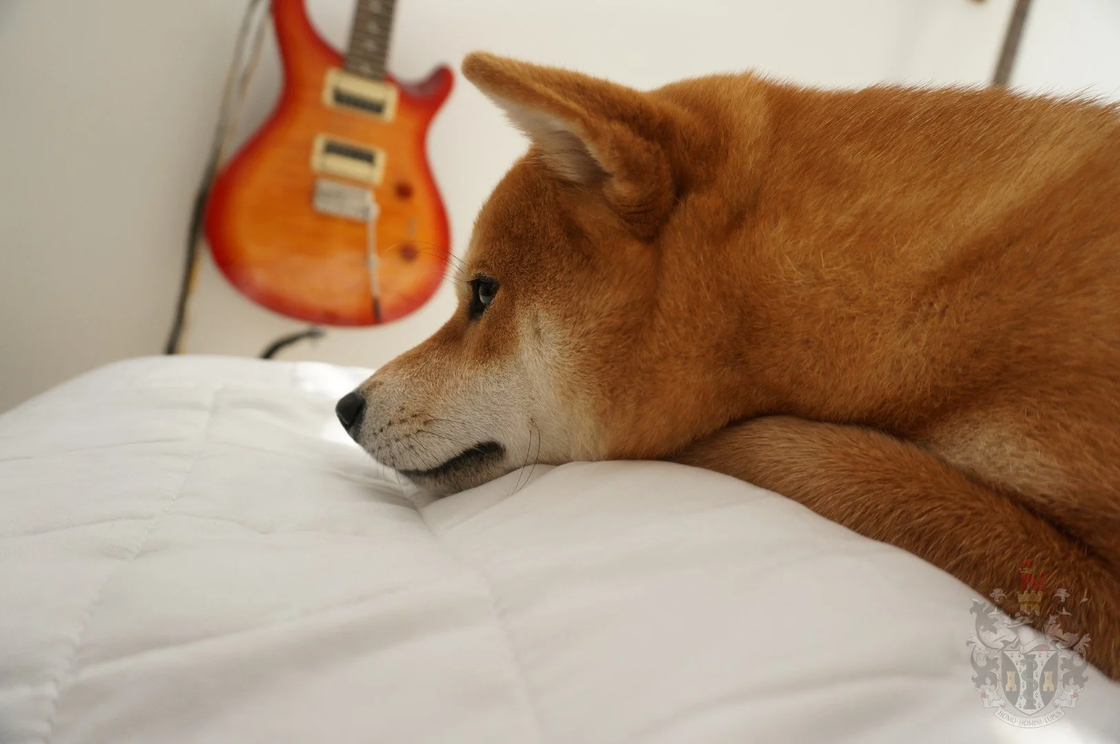 Détail du visage de Tammy montrant un Urajiro blanc pur, représentatif du standard NIPPO du Shiba Inu.