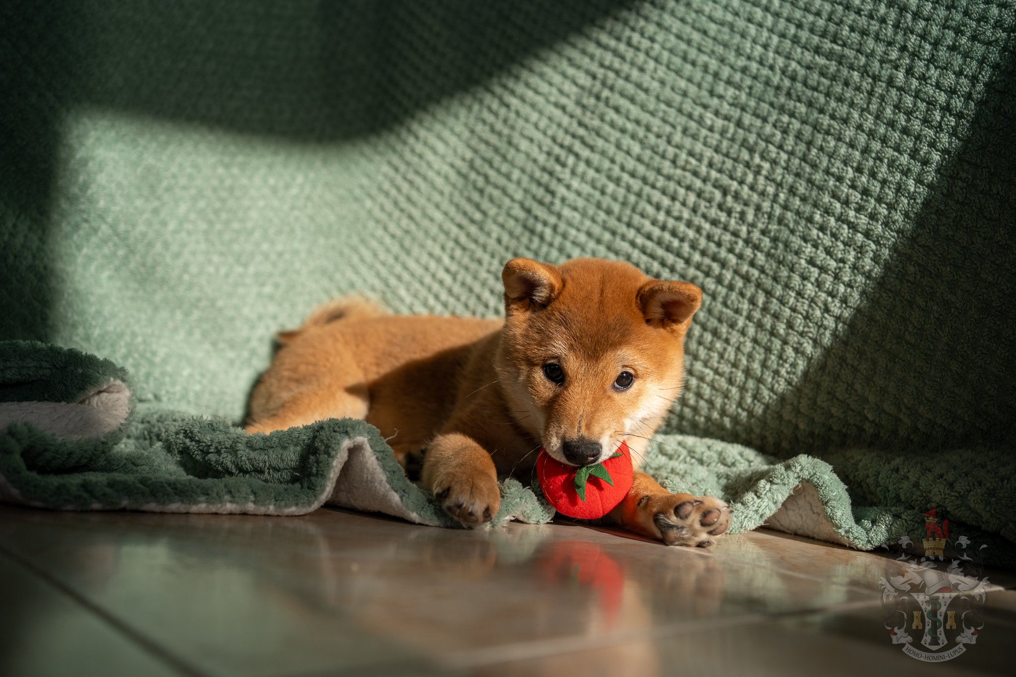 Ash au repos, mettant en avant la beauté sans artifice et l'élégance naturelle (Soboku) de l'élevage.