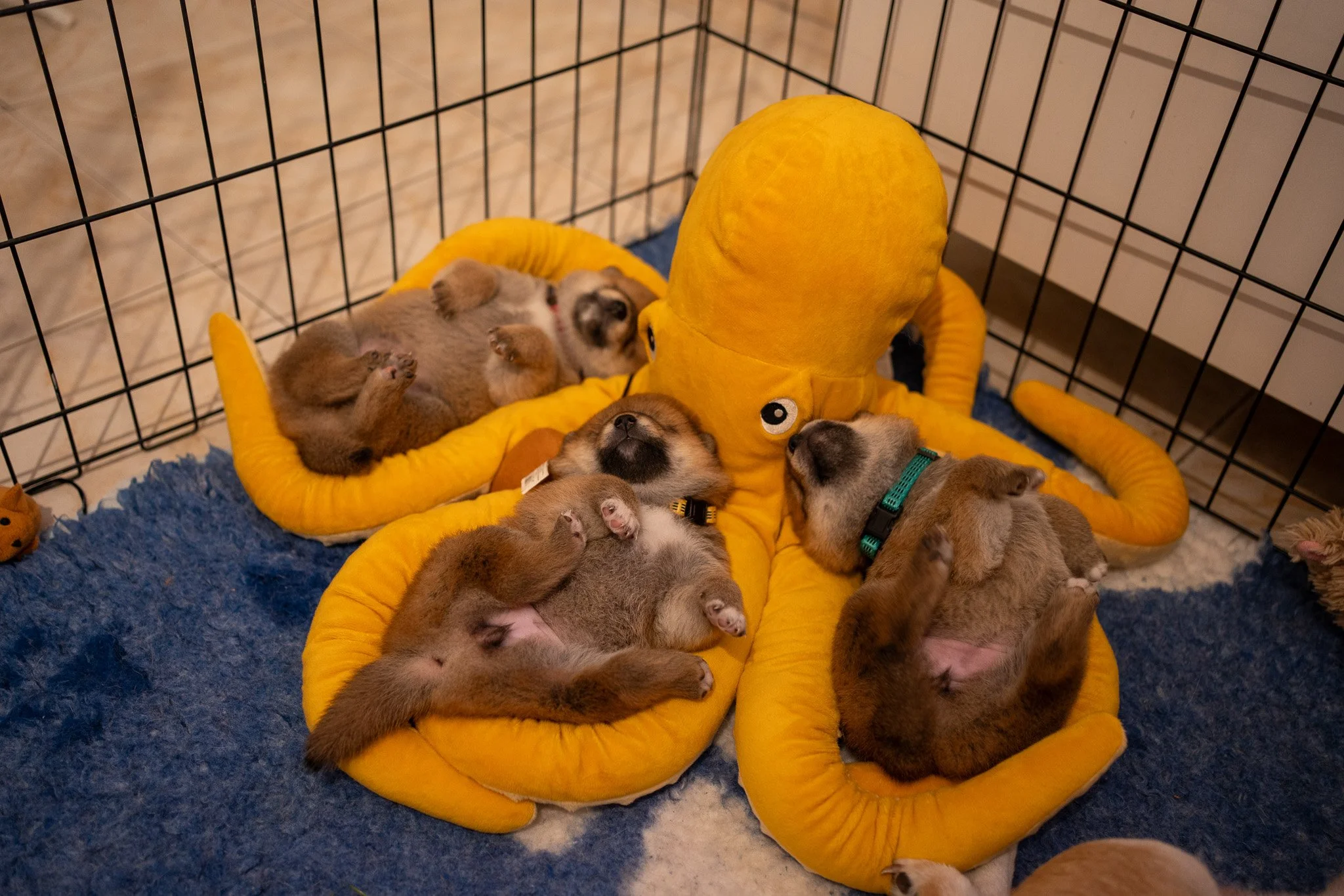 Groupe de chiots Shiba Inu en pleine séance de jeu et de socialisation à Marseille, illustrant la préparation à leur futur foyer