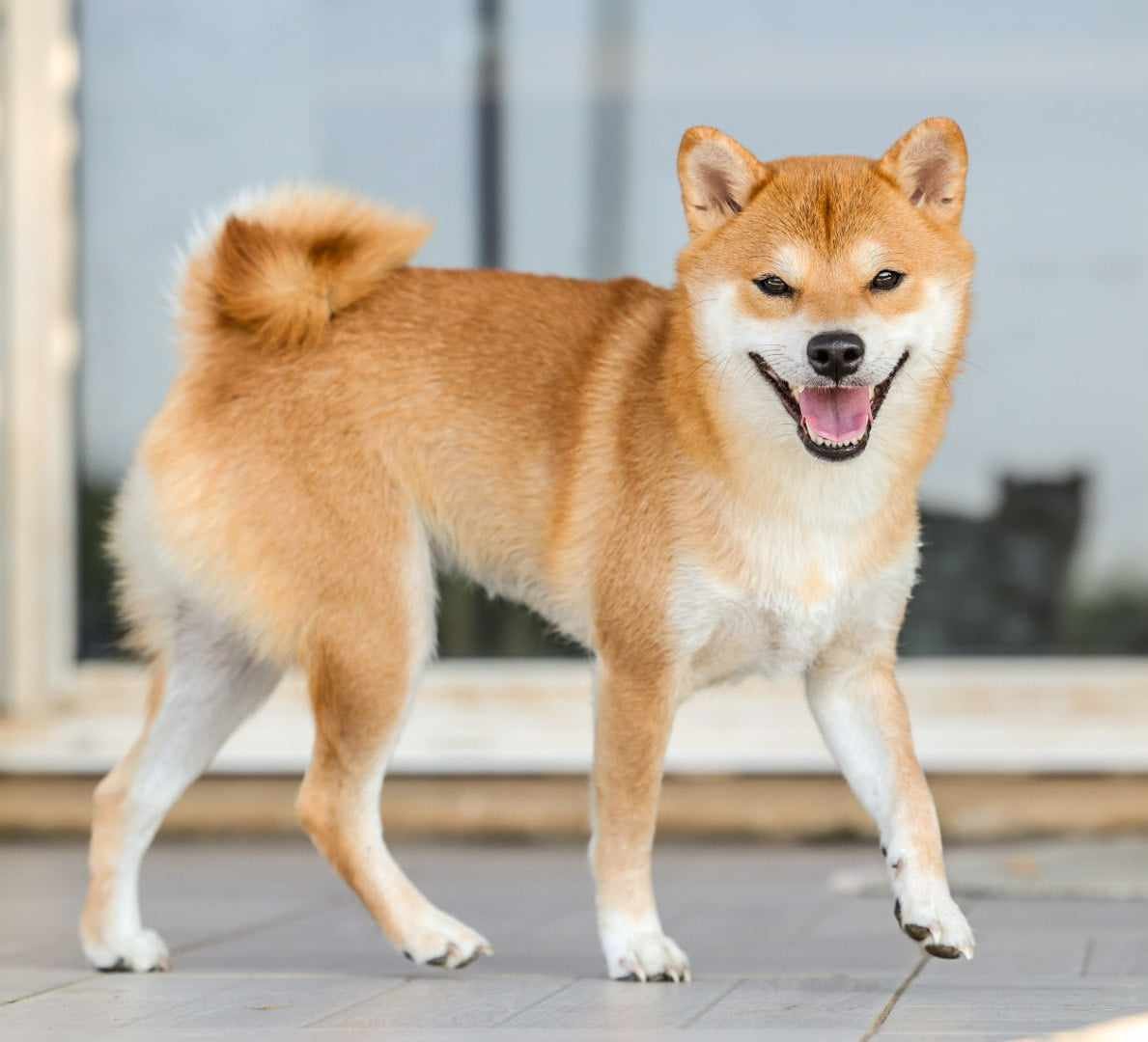 Photo de morphologie de Tammy, lice Shiba Inu Aka montrant une structure athlétique et un pedigree 0% consanguinité.