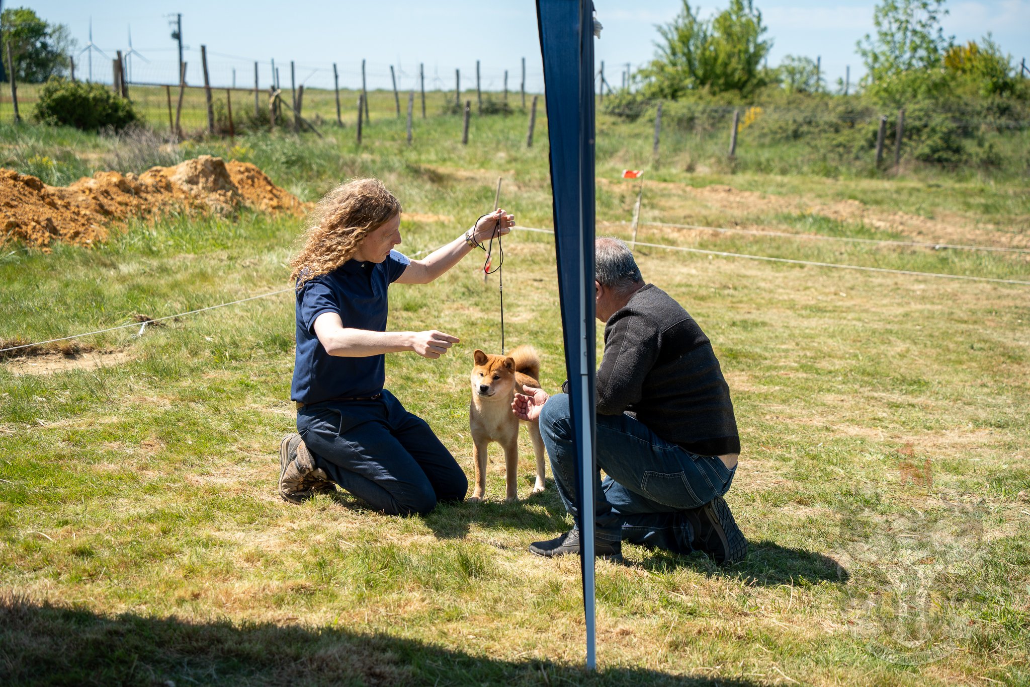 Présentation minutieuse du Shiba Inu Ace au juge de la CFCNSJ sur le ring d'exposition