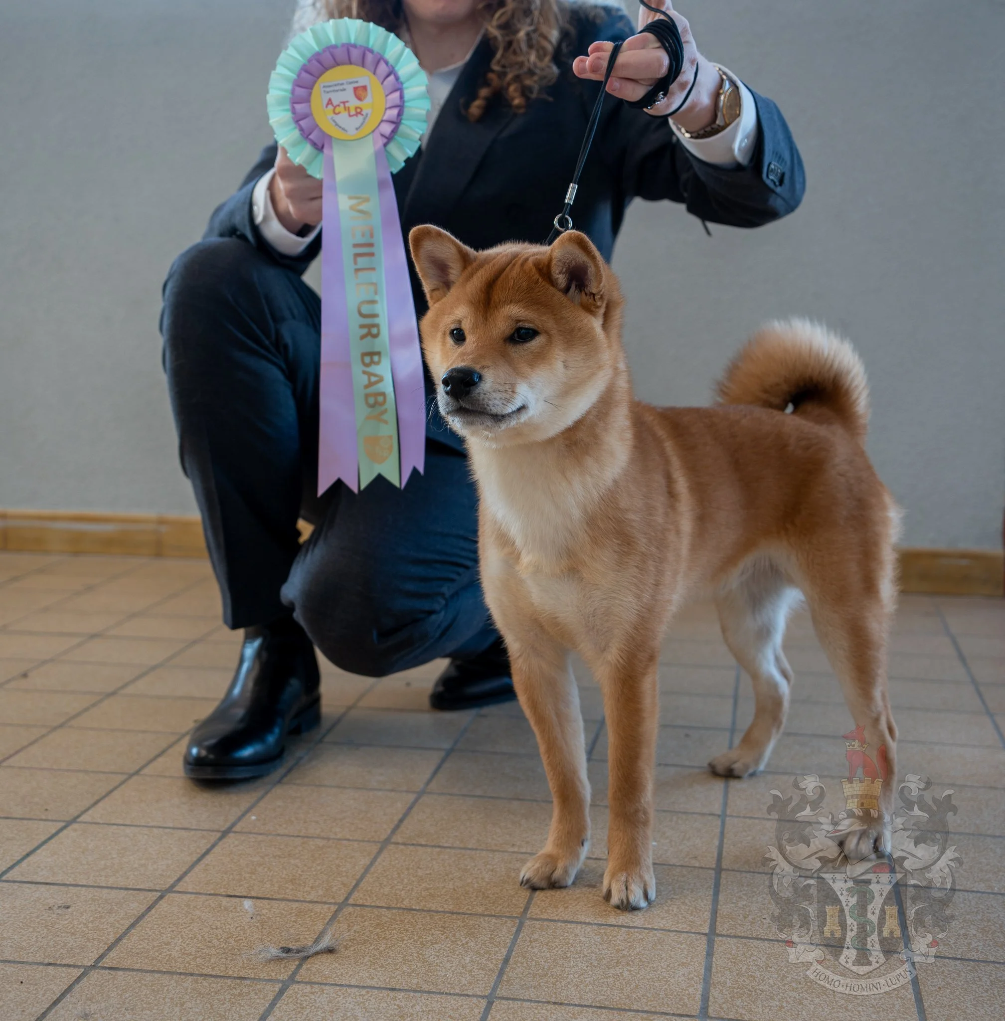 Ace, mâle Shiba Inu de l'élevage Thomas M. Adams à Marseille, posant avec son ruban de Meilleur Baby au concours CACS d'Alès 2026.