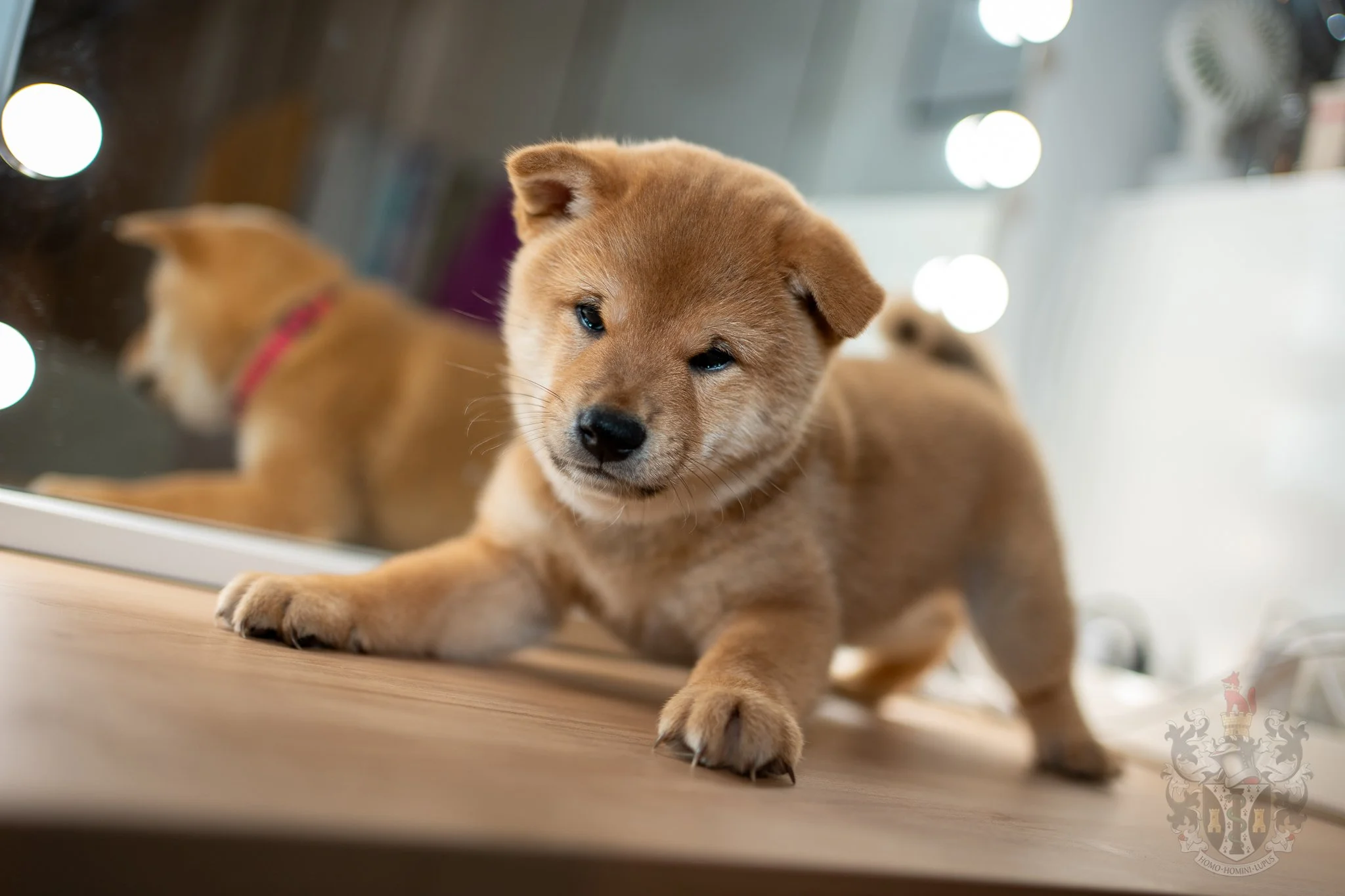 Portrait de Ace, mâle Shiba Inu avec tempérament Kan-i et lignée pure à 0% de consanguinité.