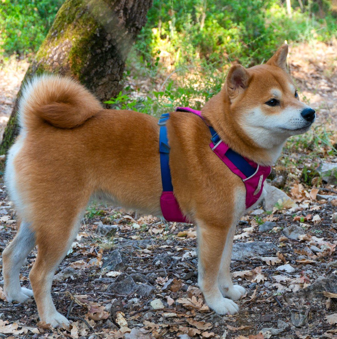 Portrait en extérieur de Tammy, femelle Shiba Inu rousse certifiée LOF à l'élevage Adams à Marseille.