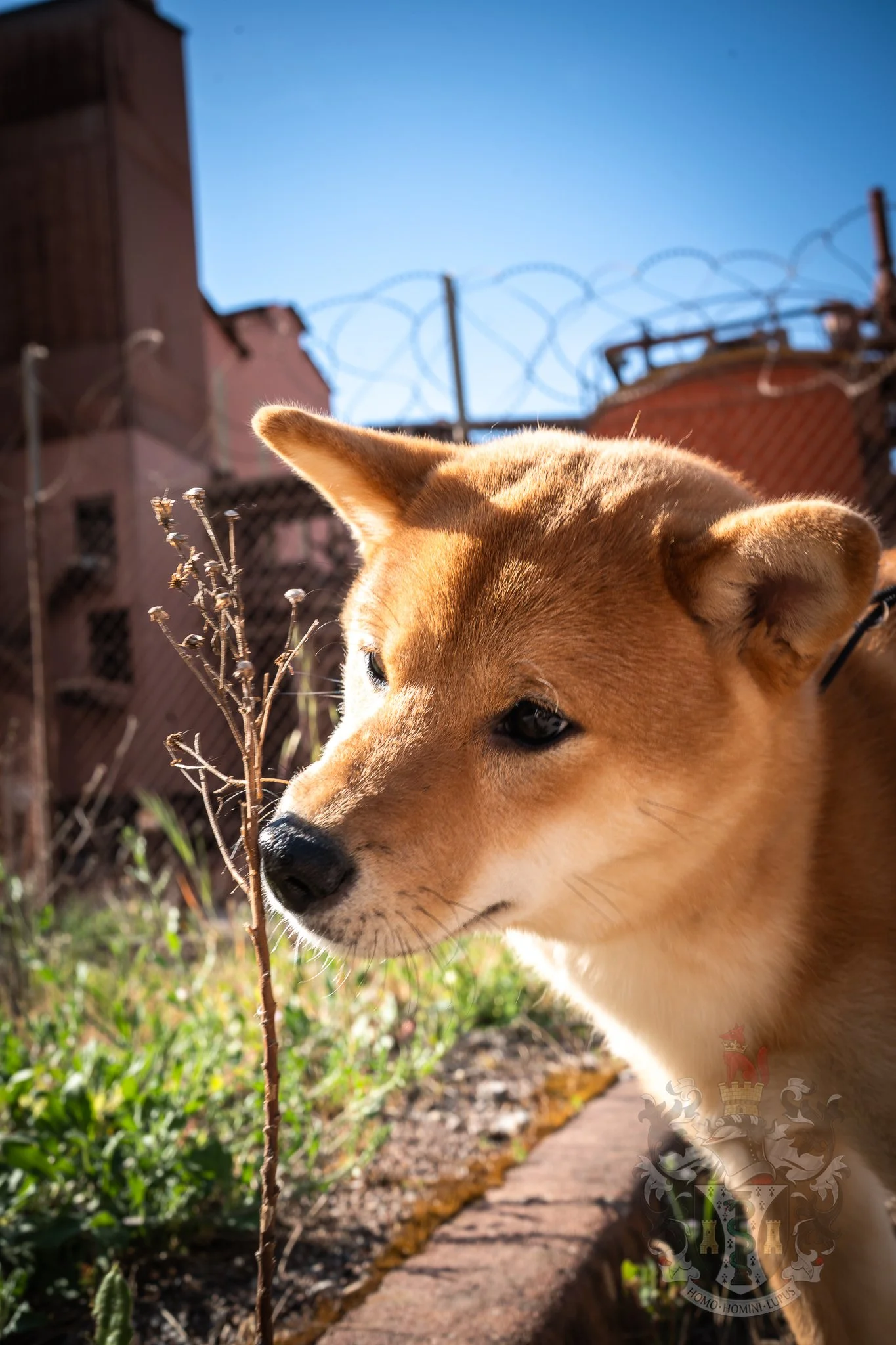 Shiba Inu roux en pleine exploration dans la garrigue de Gardanne, mettant en valeur son agilité et son pelage