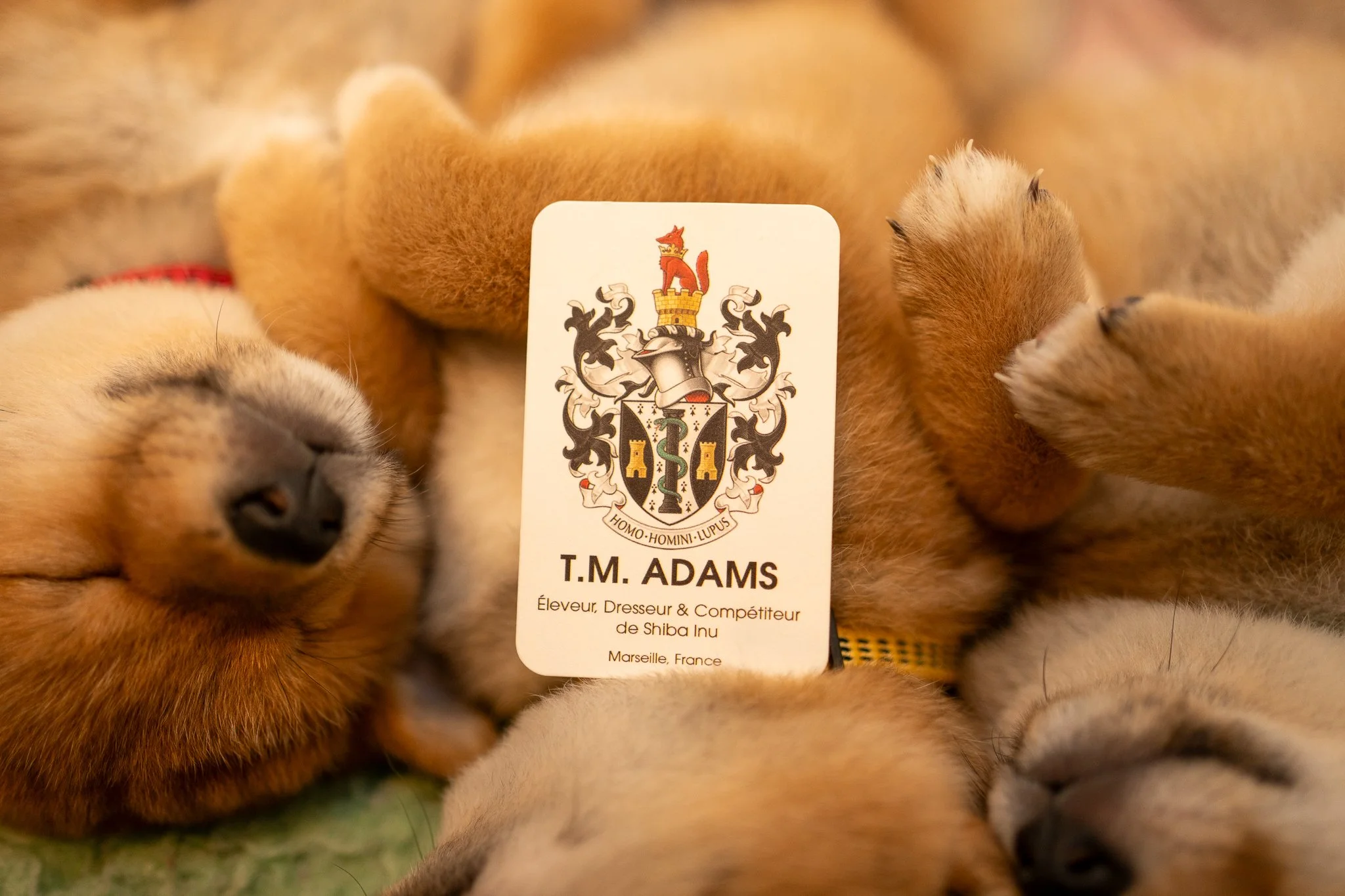 Carte de visite Thomas M. Adams — Éleveur de Shiba Inu et compétiteur à Marseille