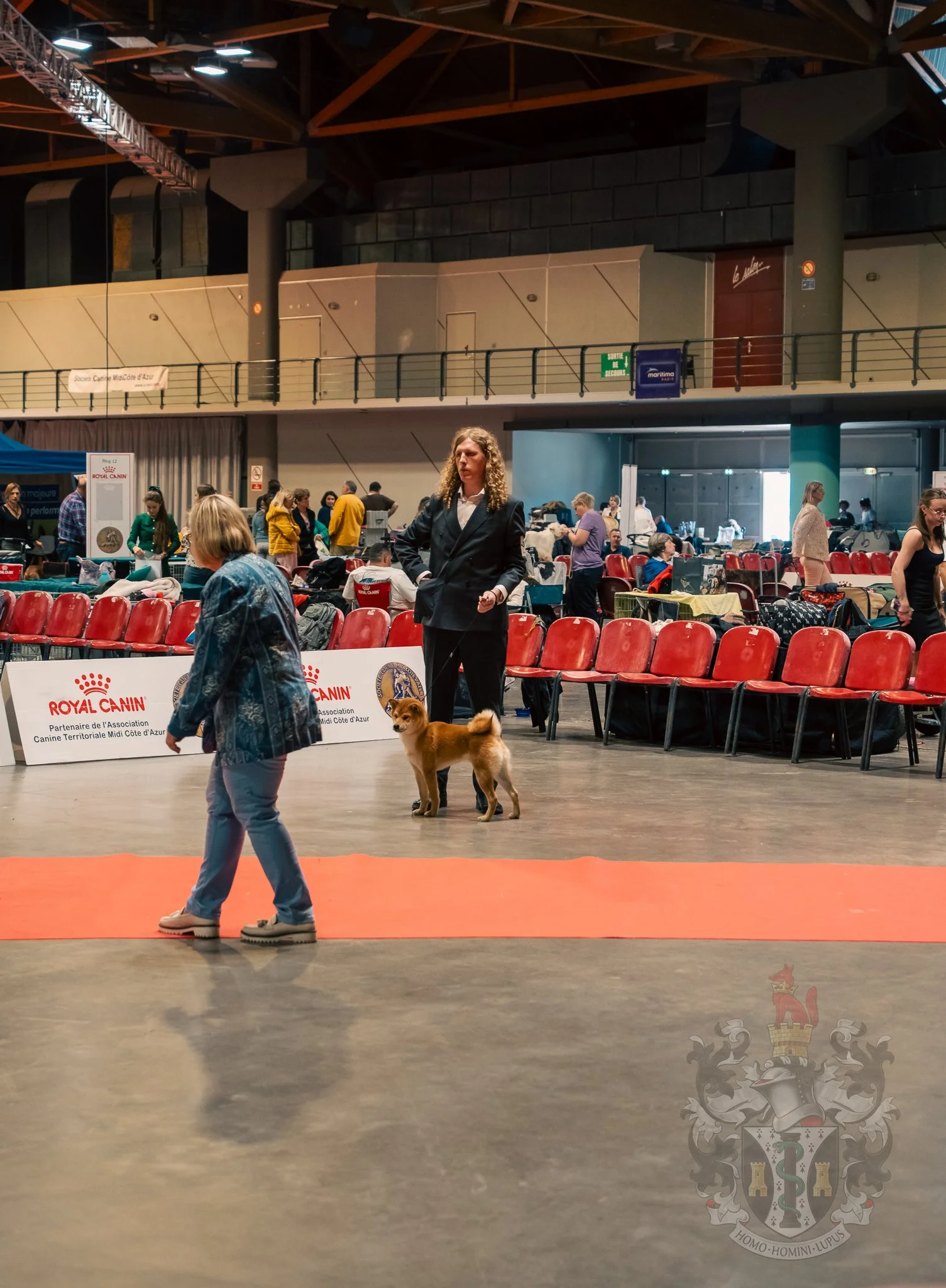 Présentation technique du Shiba Inu Ace en Classe Baby lors de l'exposition CACS de Martigues, mettant en avant sa structure athlétique et son port d'oreilles bien orienté.