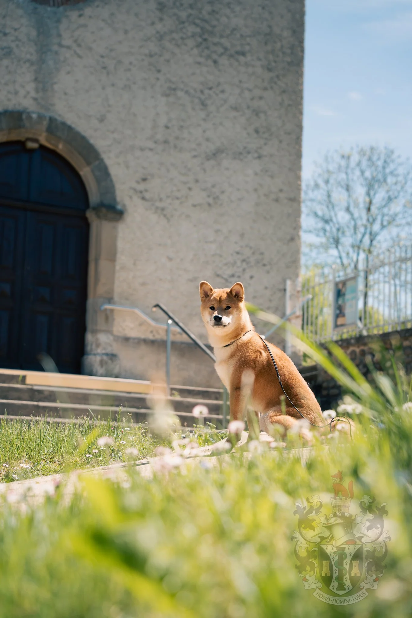 Chien Shiba Inu assis élégamment devant le portail en pierre de l'église de Montfalcon