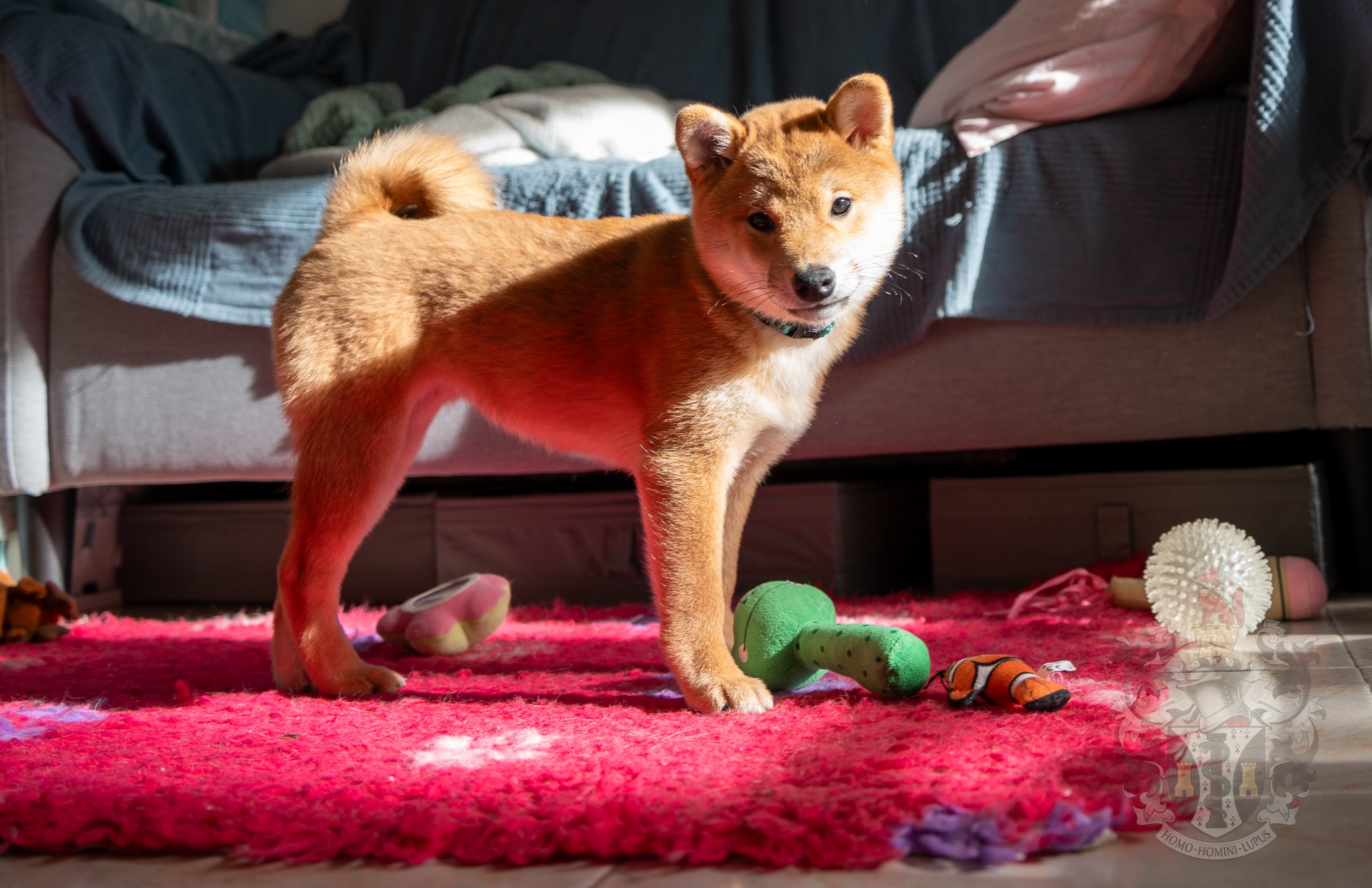 Chien Shiba Inu roux debout sur un tapis rose entouré de ses jouets dans un salon éclairé par le soleil.
