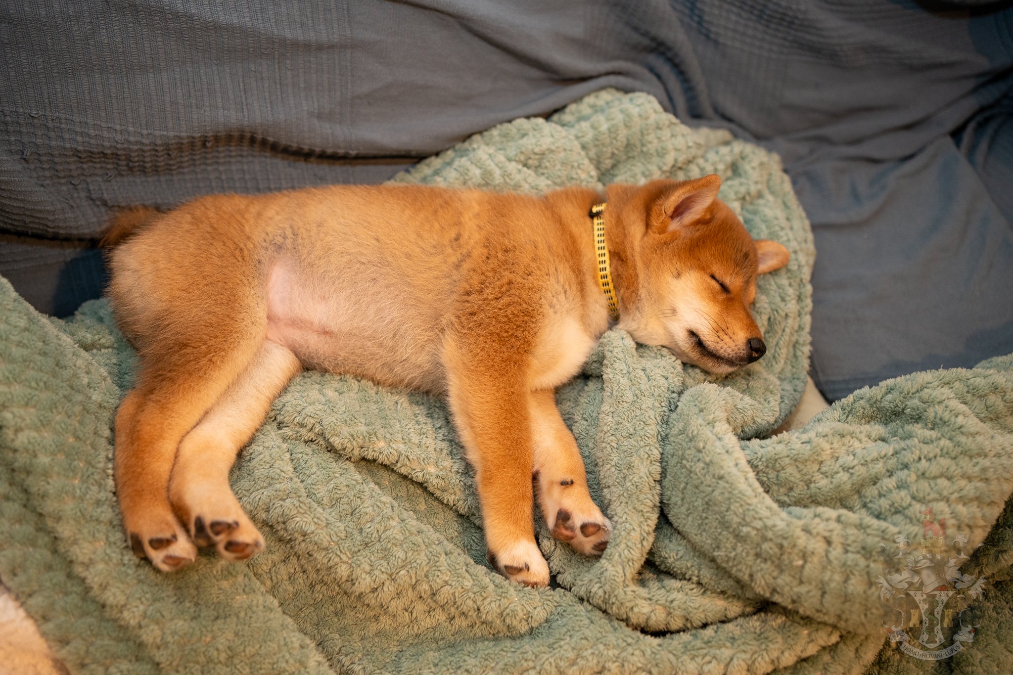 La jeune Shiba Avo au repos à l'élevage, illustrant la sérénité et la qualité du poil court exigée par le standard LOF.