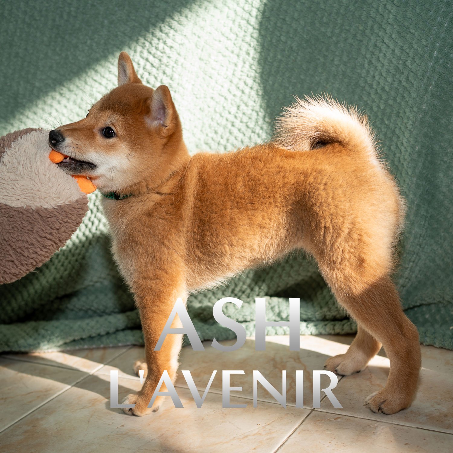 Découvrez Ash, la future promesse de notre élevage. Fille de Tammy, elle incarne la pureté et l'élégance du standard japonais NIPPO avec une lignée 0% consanguinité.