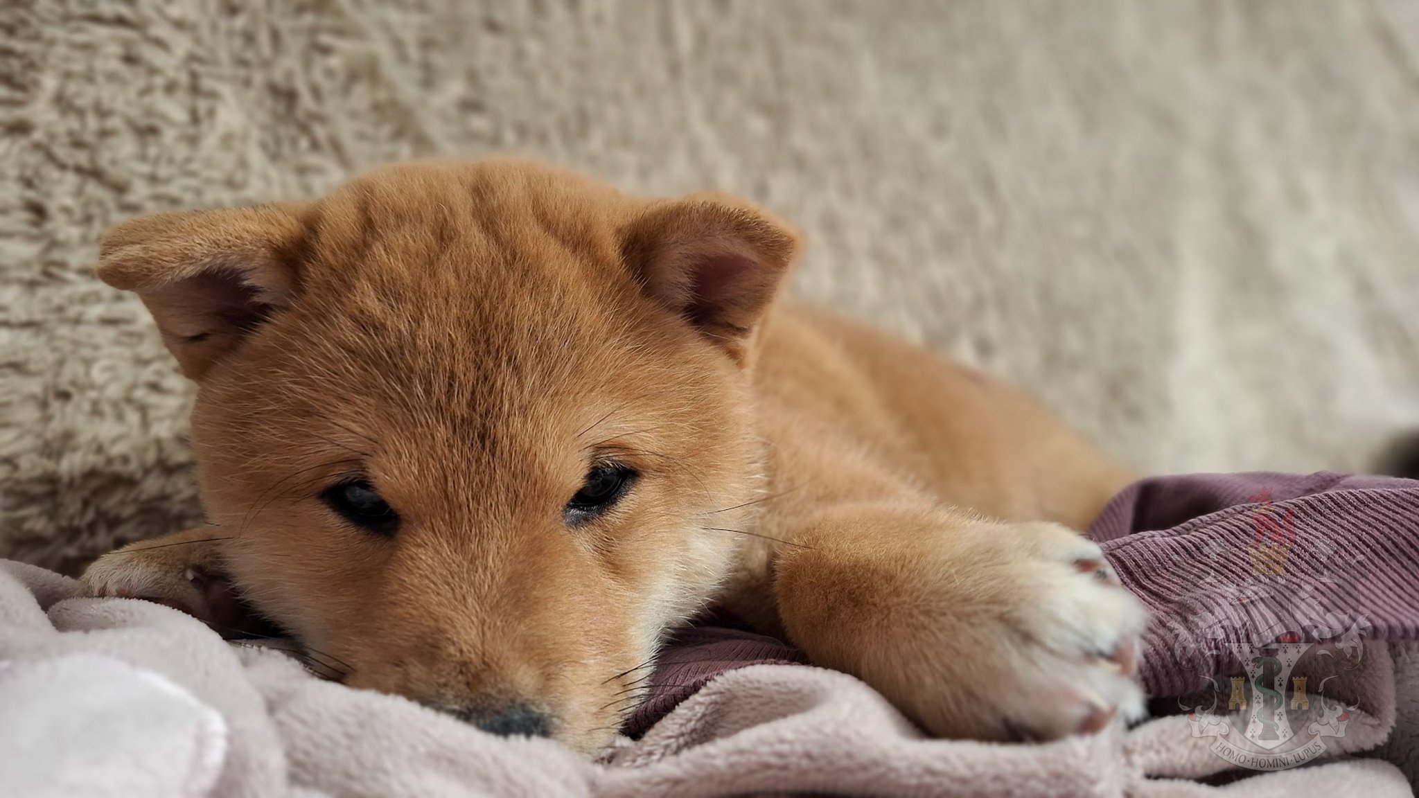 Un chiot Shiba Inu roux nommé 'A Dream Come True' allongé paisiblement sur une couverture douce. La photo montre les traits typiques de la race avec une expression sereine, capturant la qualité de notre élevage à Marseille