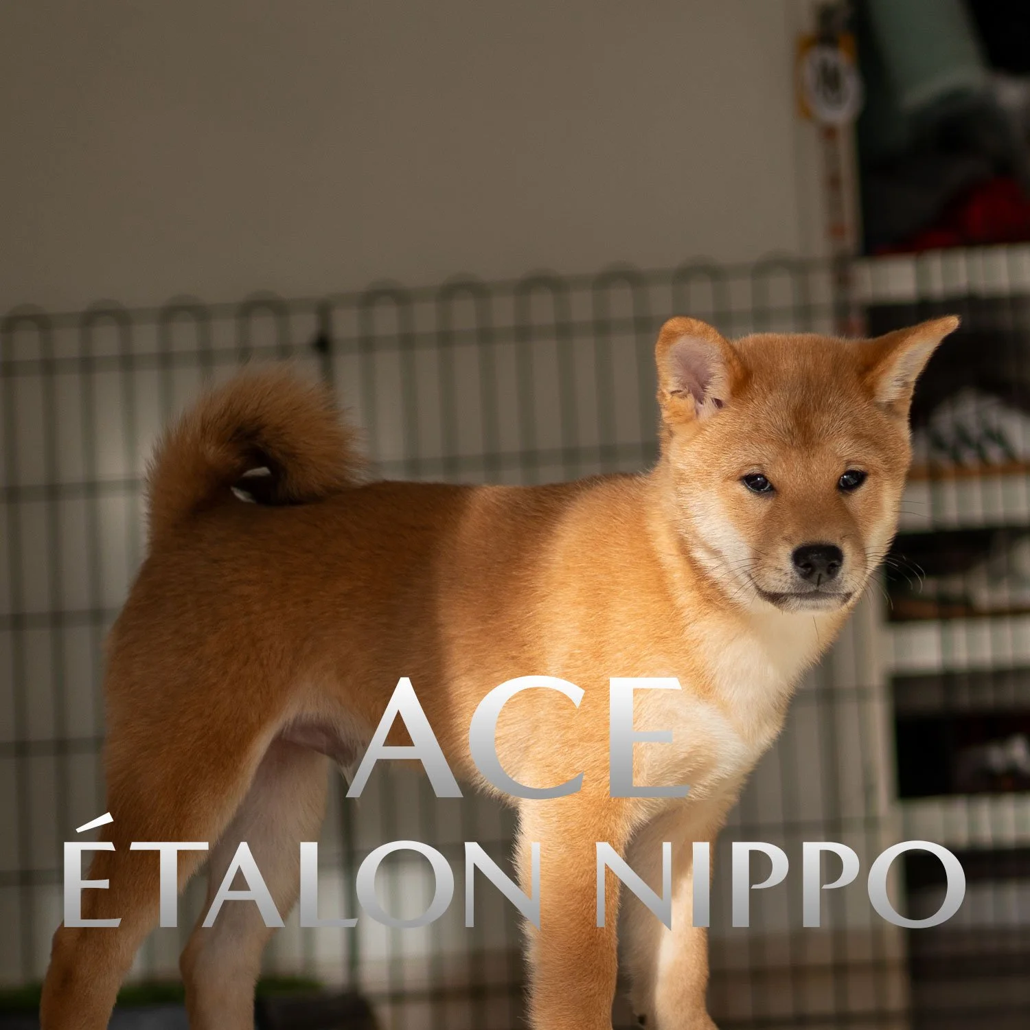 Shiba Inu roux Ace, futur étalon de l'élevage à Marseille, photographié en gros plan avec un regard attentif.