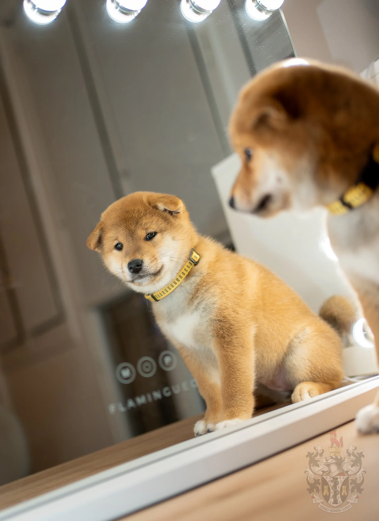 Avo, jeune femelle Shiba Inu, en position statique montrant ses proportions parfaites et sa robe fauve intense.