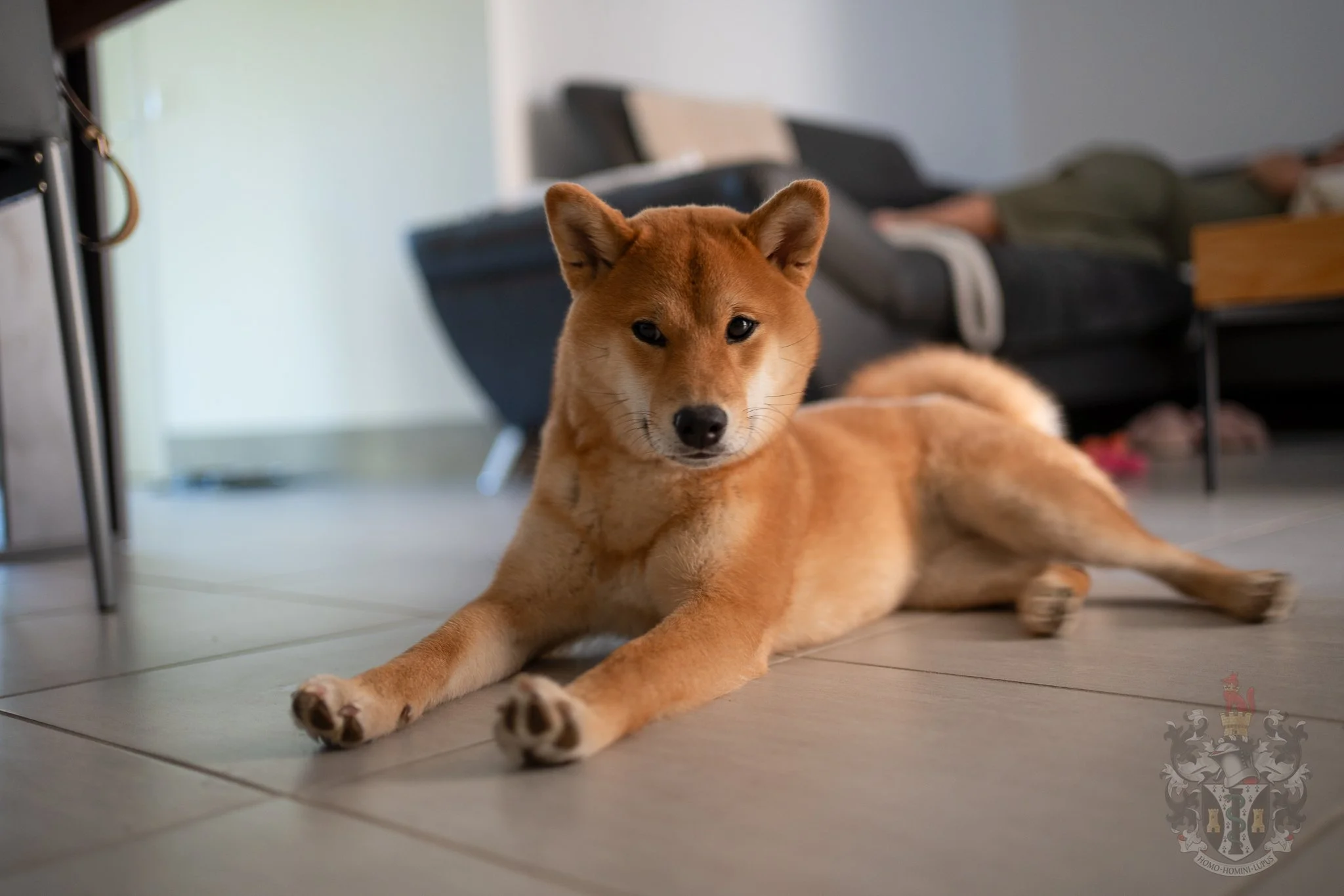 Le regard intense et serein de A Dream Come True, exprimant la dignité (Kan-i) de notre lignée