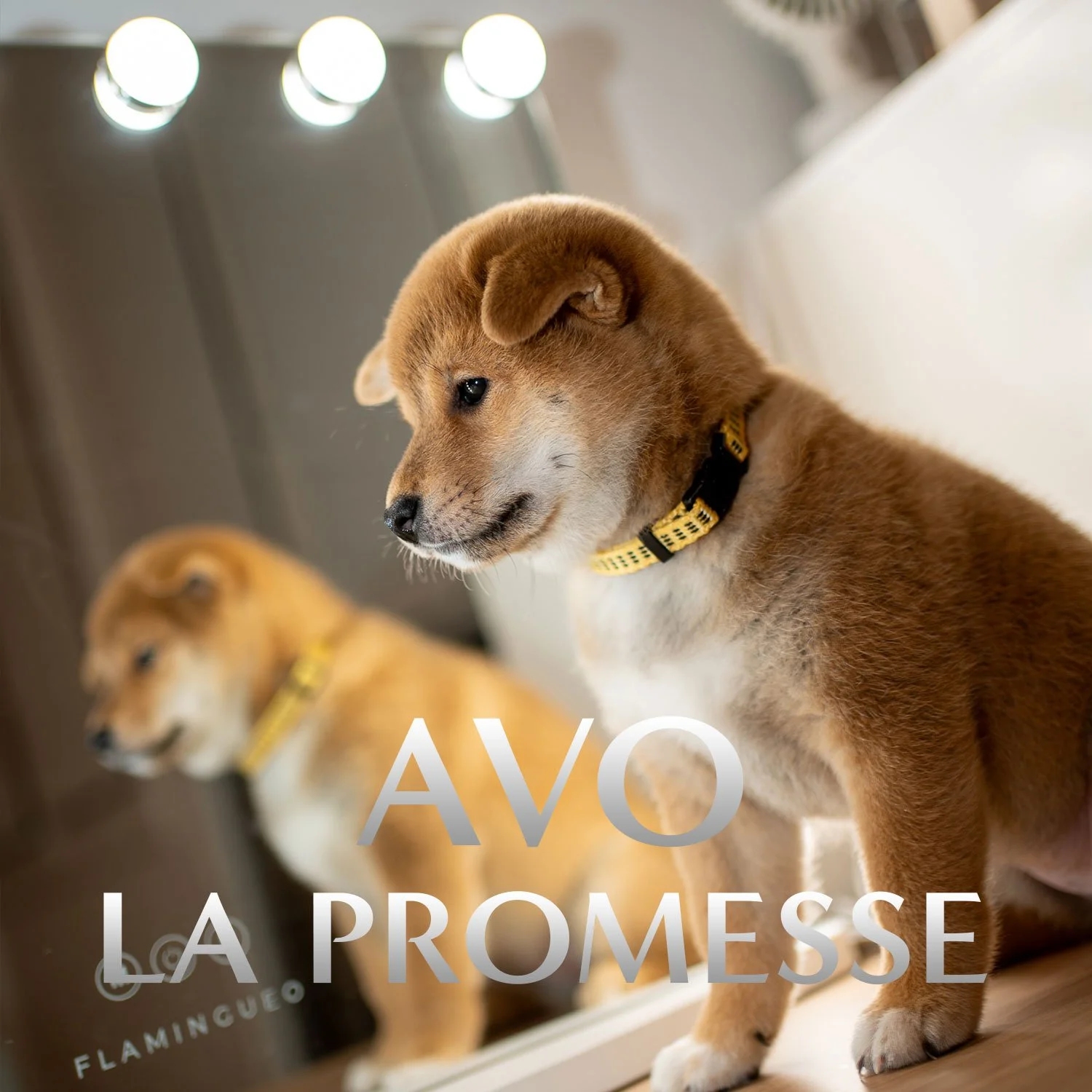 Vignette de Avo, femelle Shiba Inu de l'élevage de Marseille — La Promesse du standard.