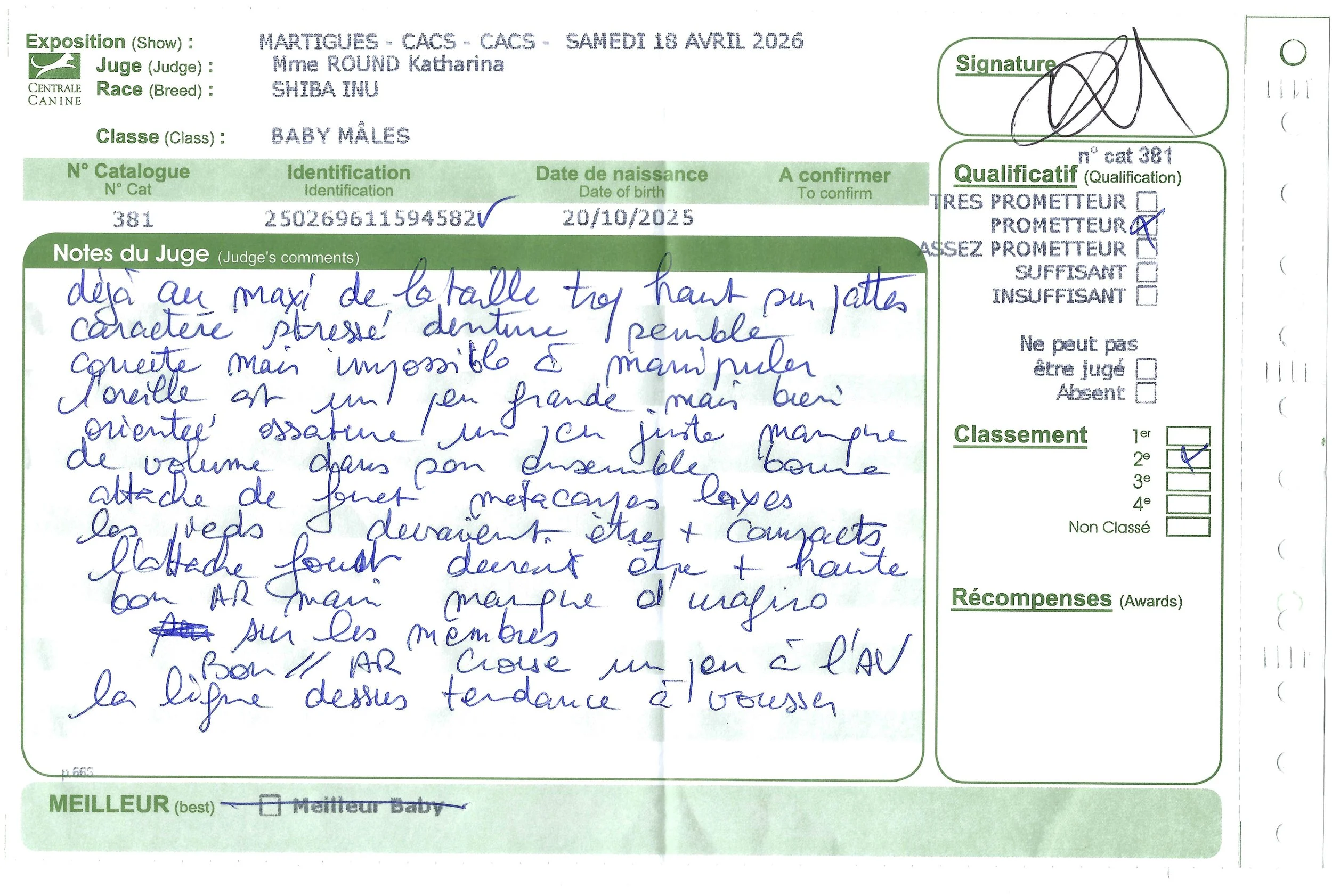 Résultats d'exposition Shiba Inu Martigues 2026 : fiche de jugement de la SCC pour Ace en classe Baby Mâle, incluant les commentaires techniques sur le standard de la race.